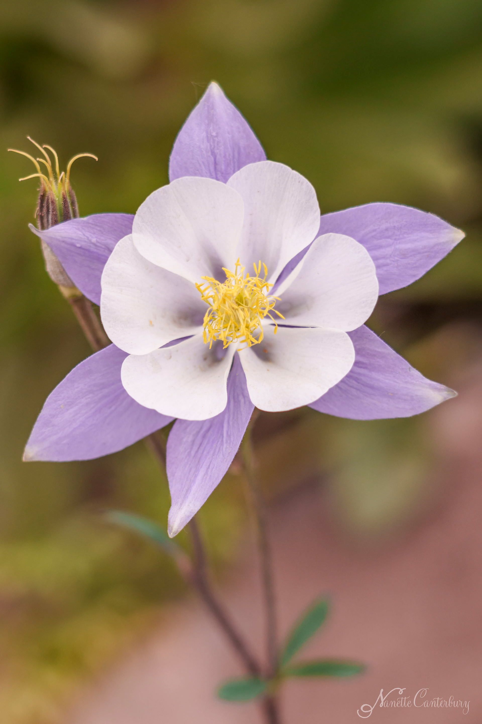 Colorado Columbine