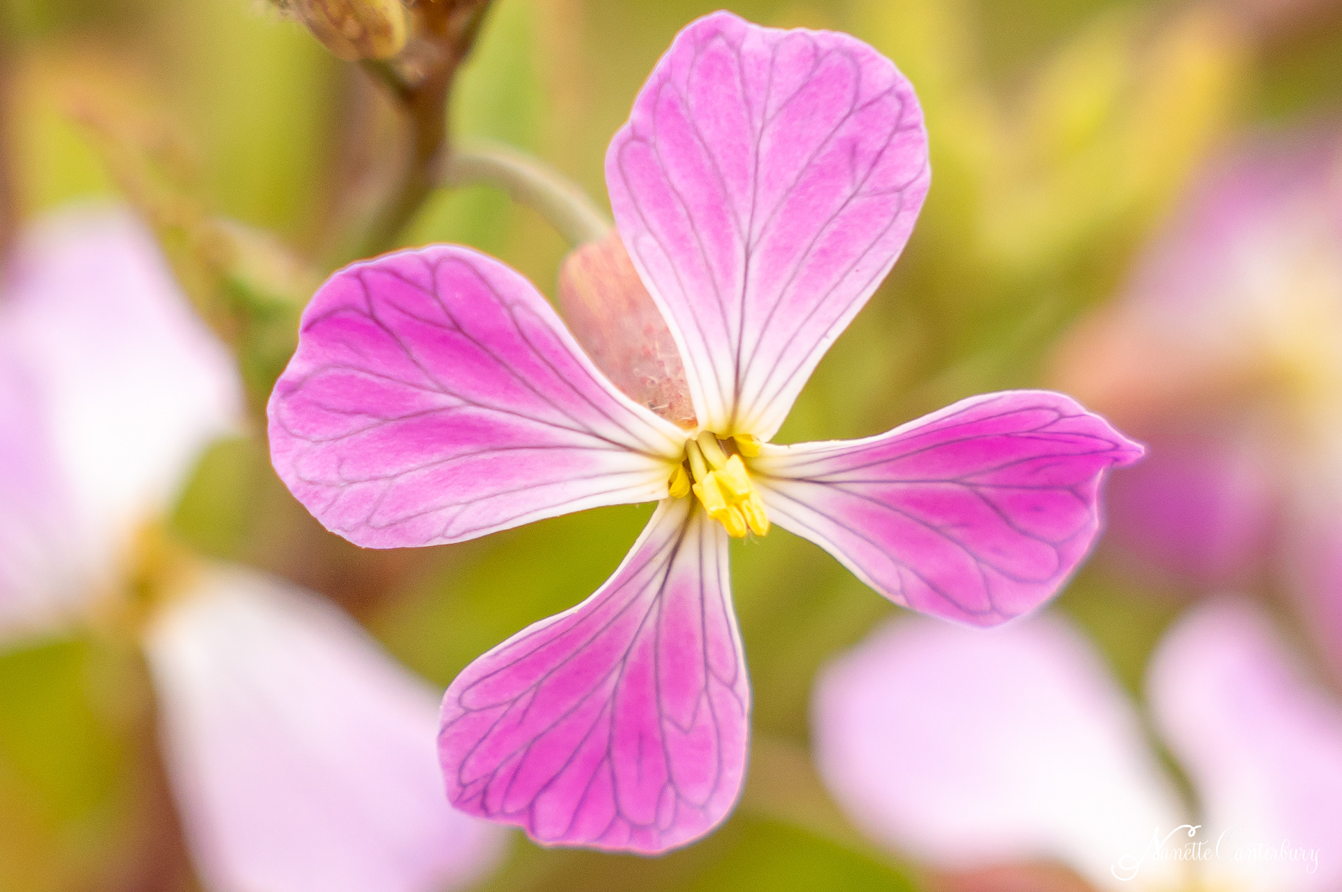 Wild Radish