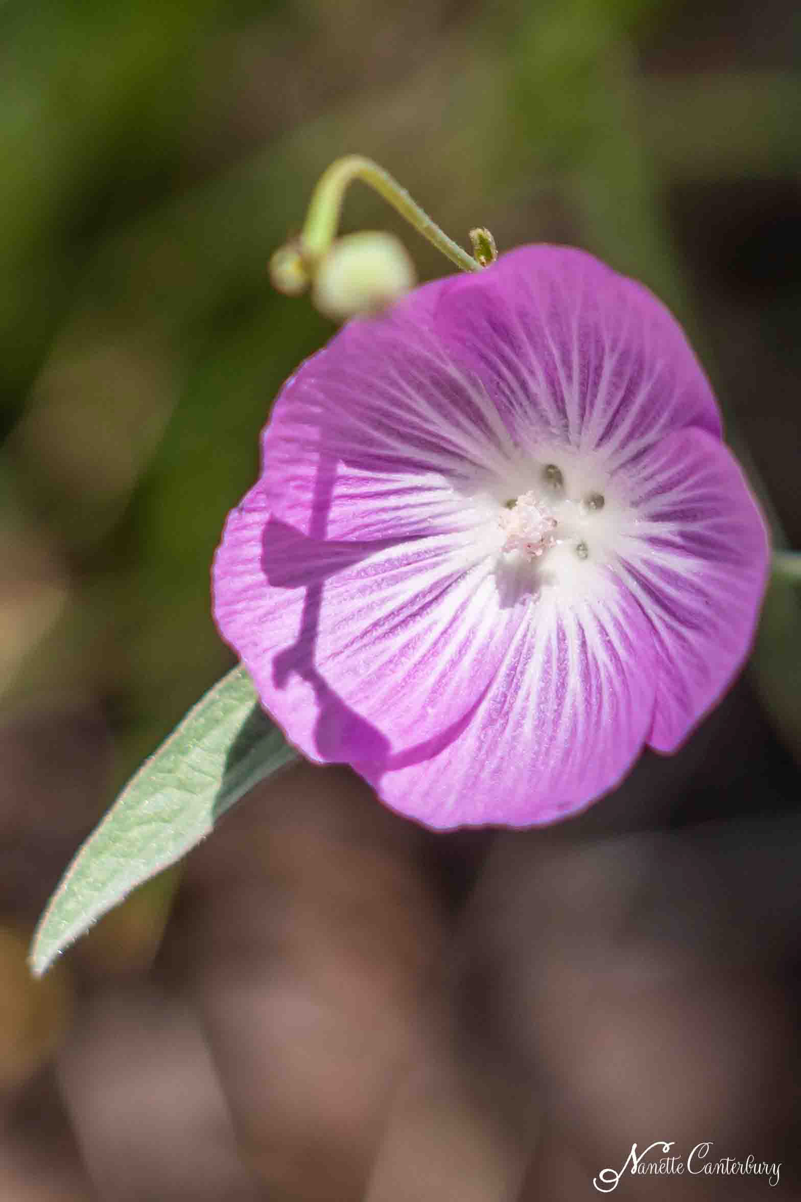 Checkerbloom