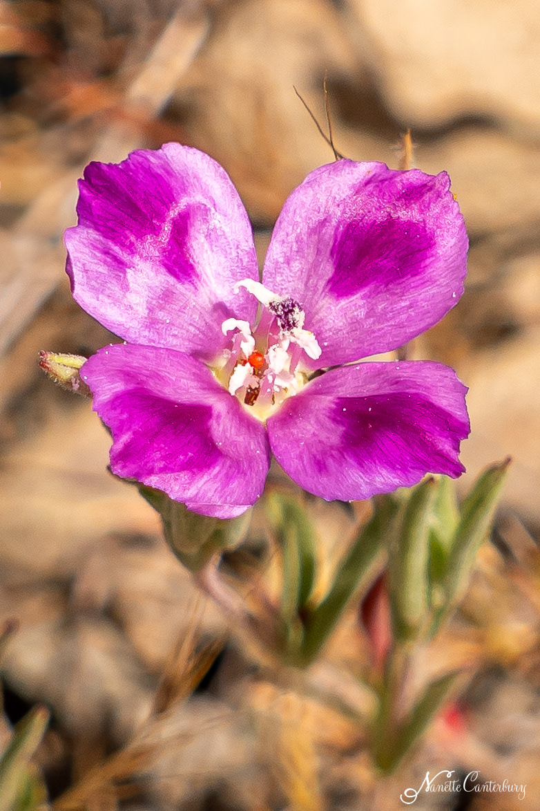 Winecup Clarkia