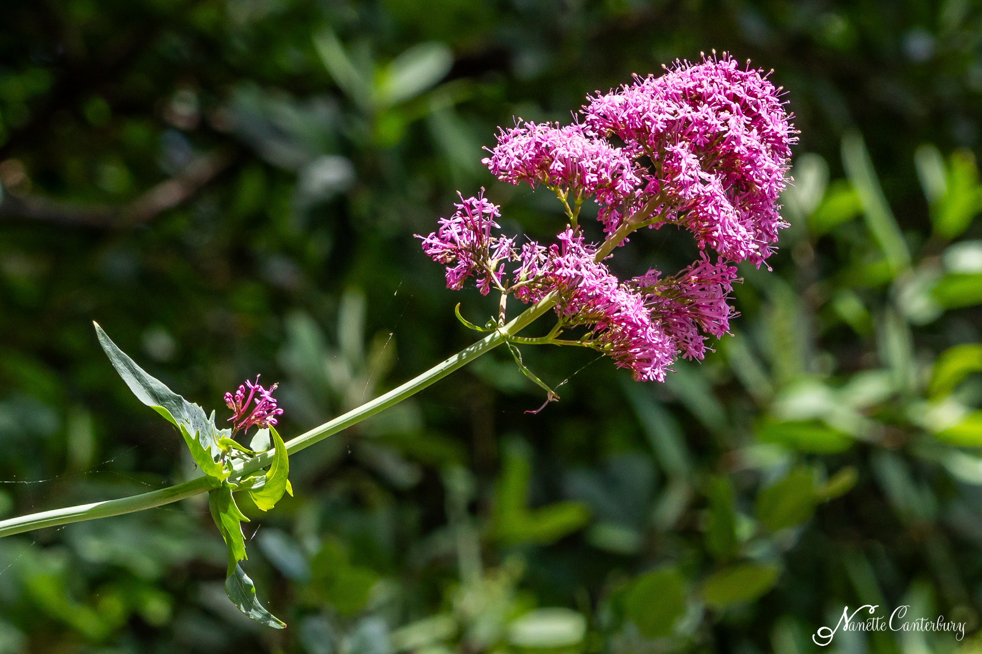 Red Valerian