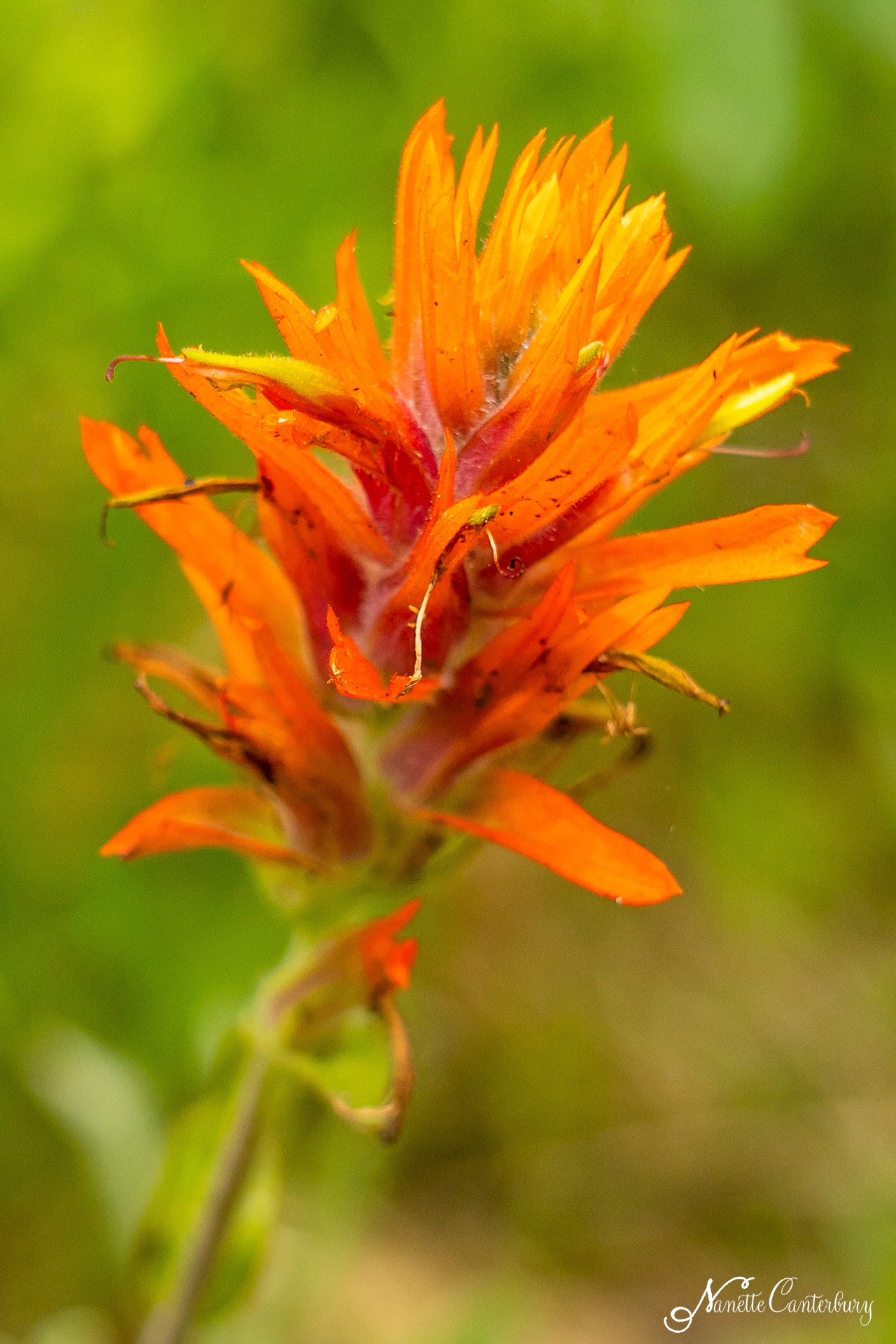 Giant Red Indian Paintbrush