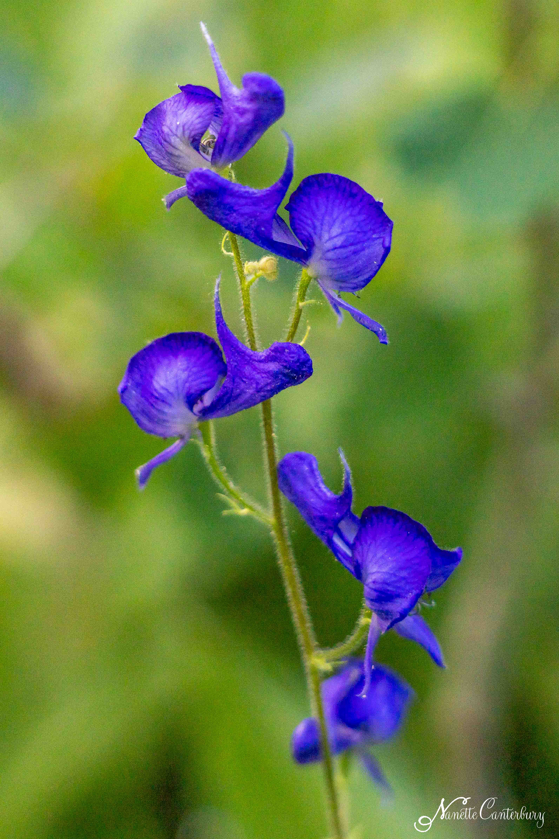 Monkshood