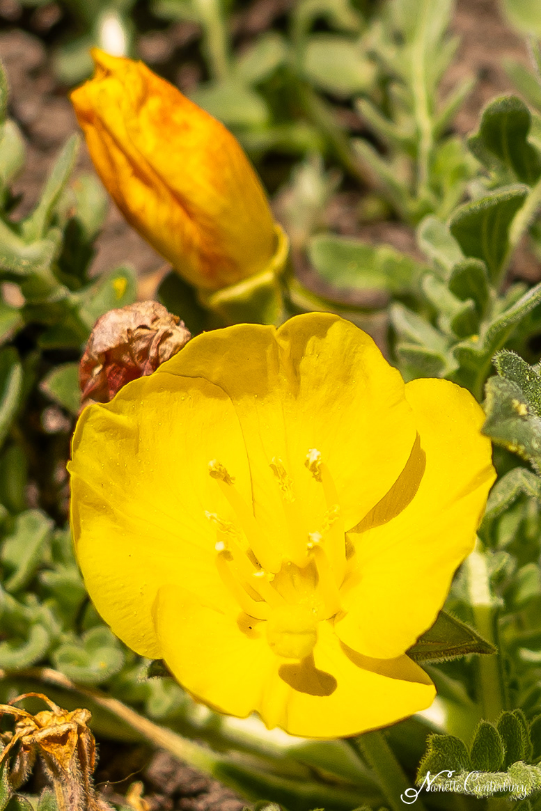 Evening Primrose
