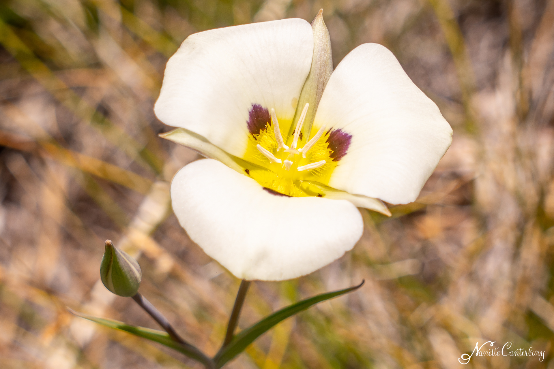 Mariposa Lily
