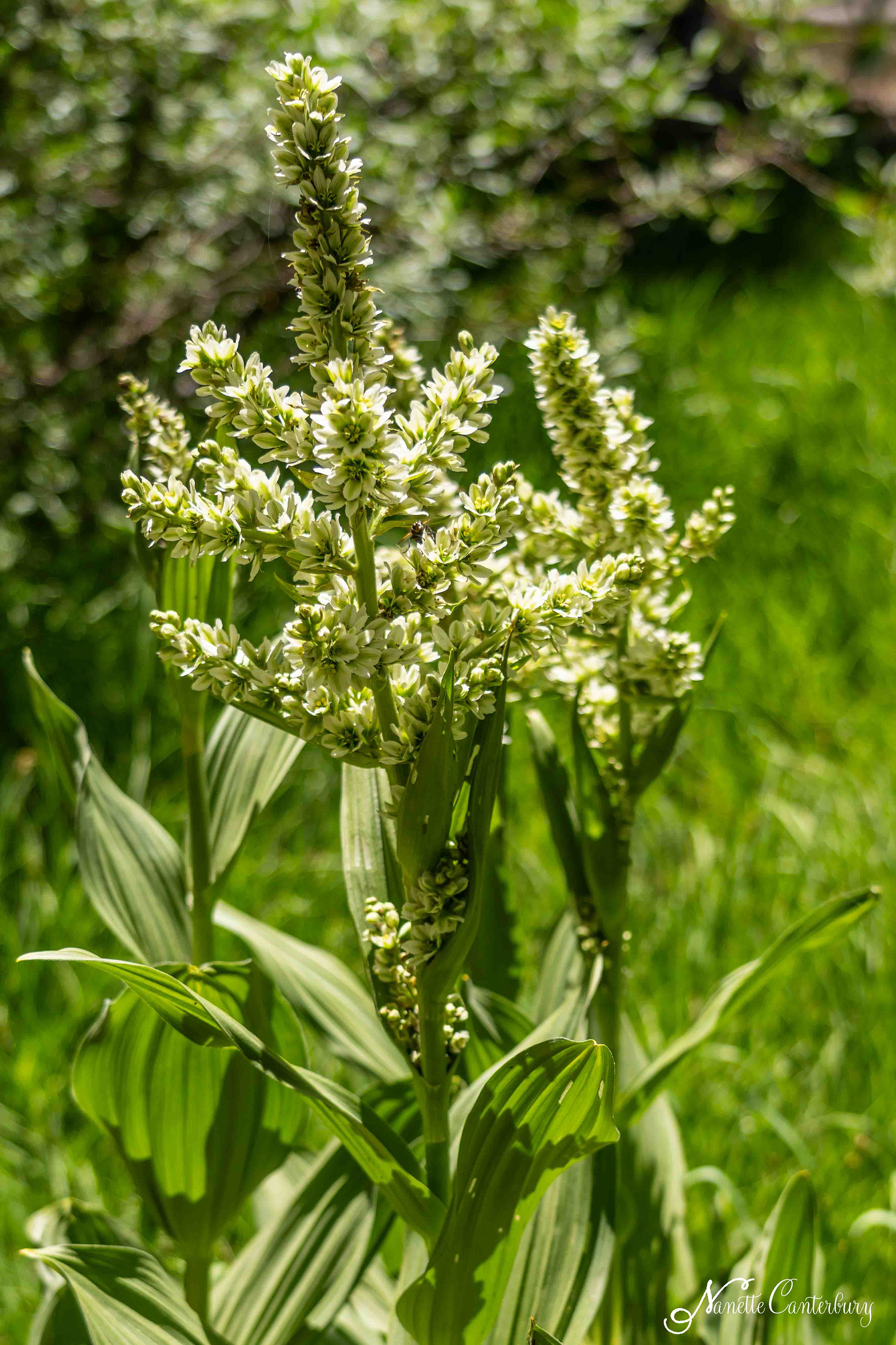 California False Hellebore - Extremely Poisonous
