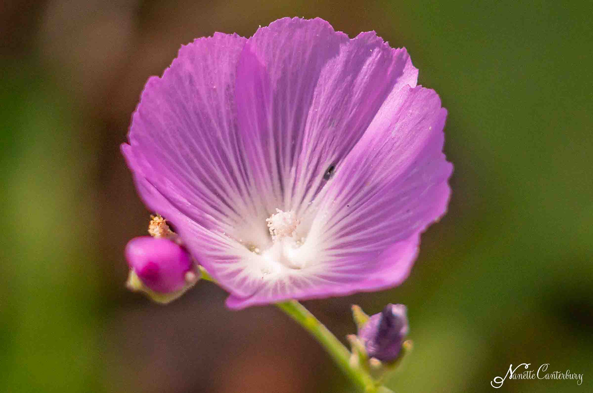 Checkerbloom