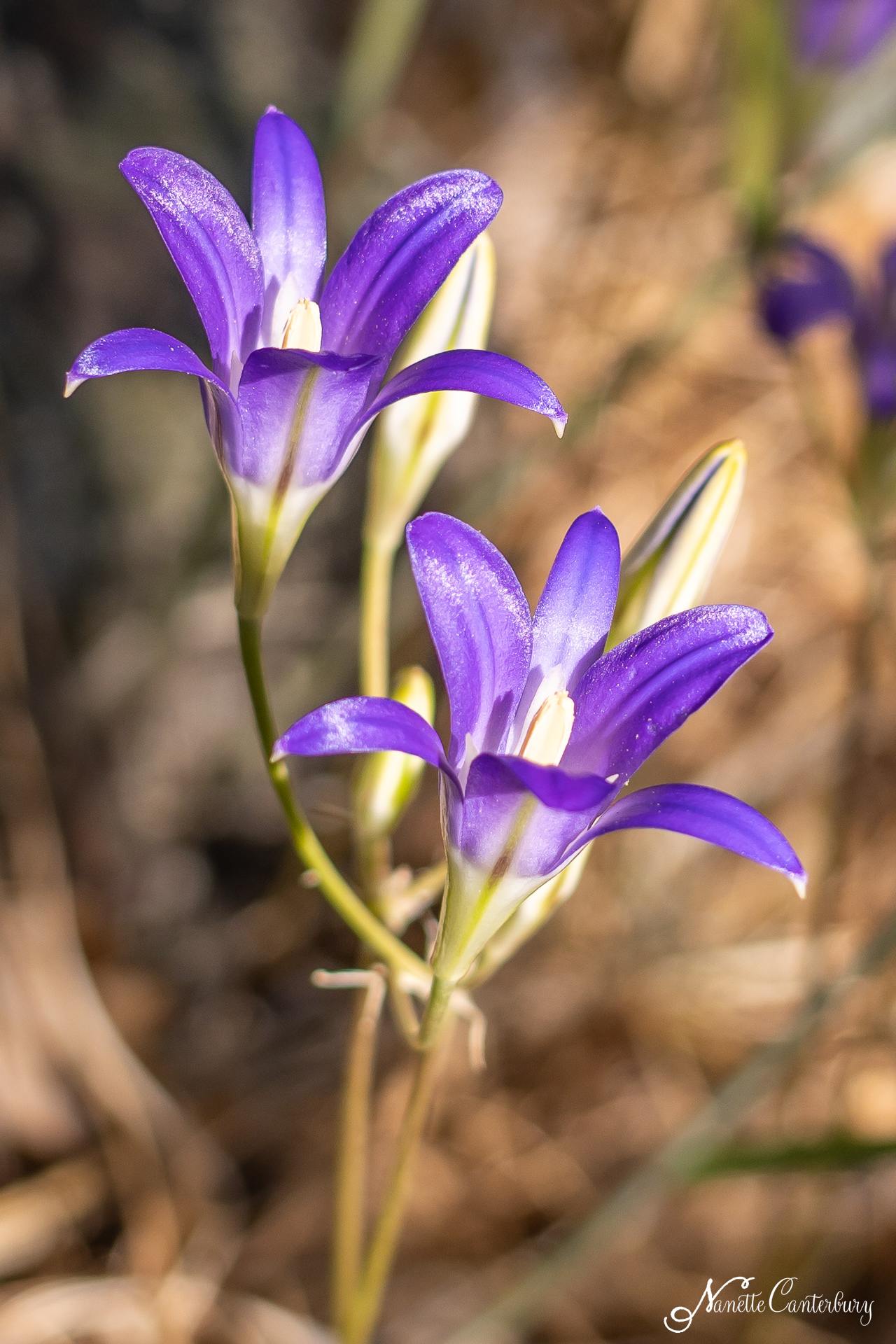 Harvest Brodiaea