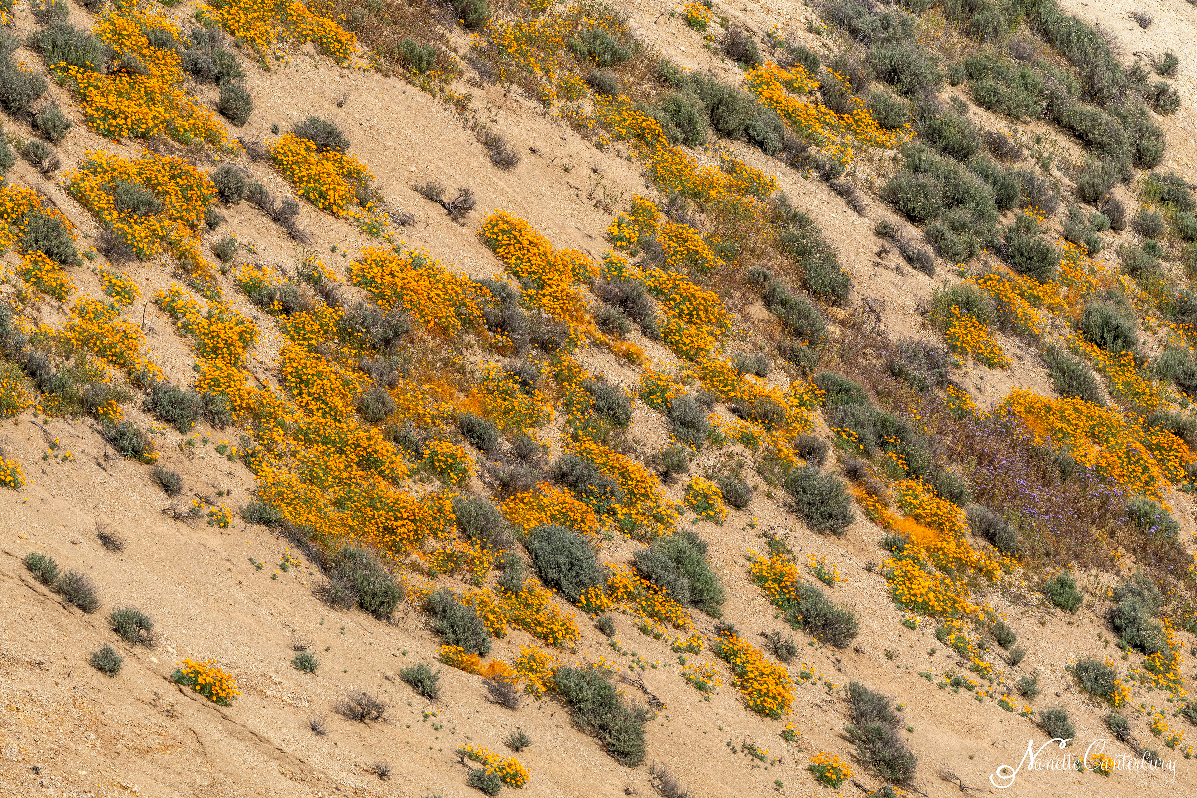 Poppies