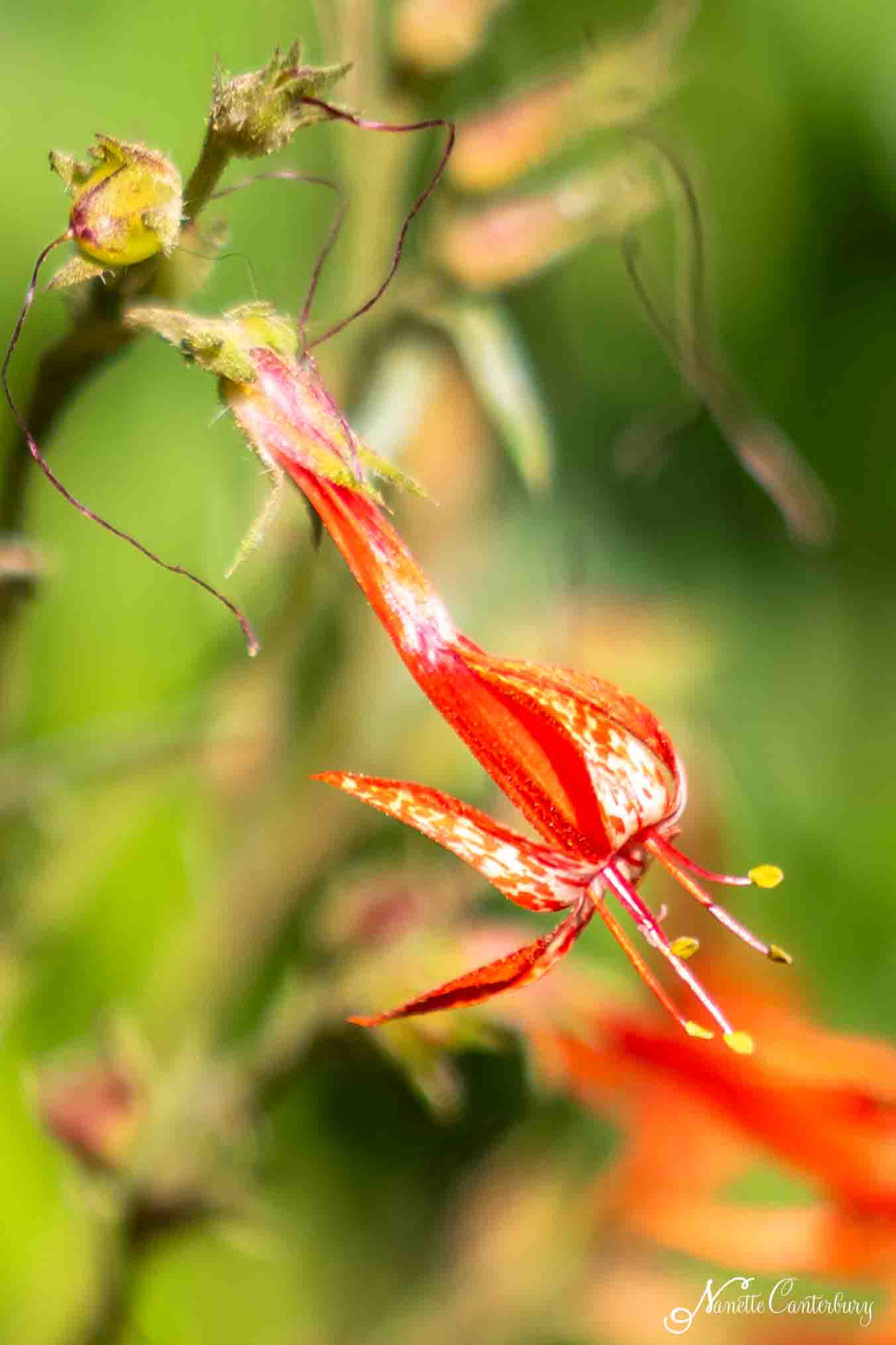 Scarlet Trumpet