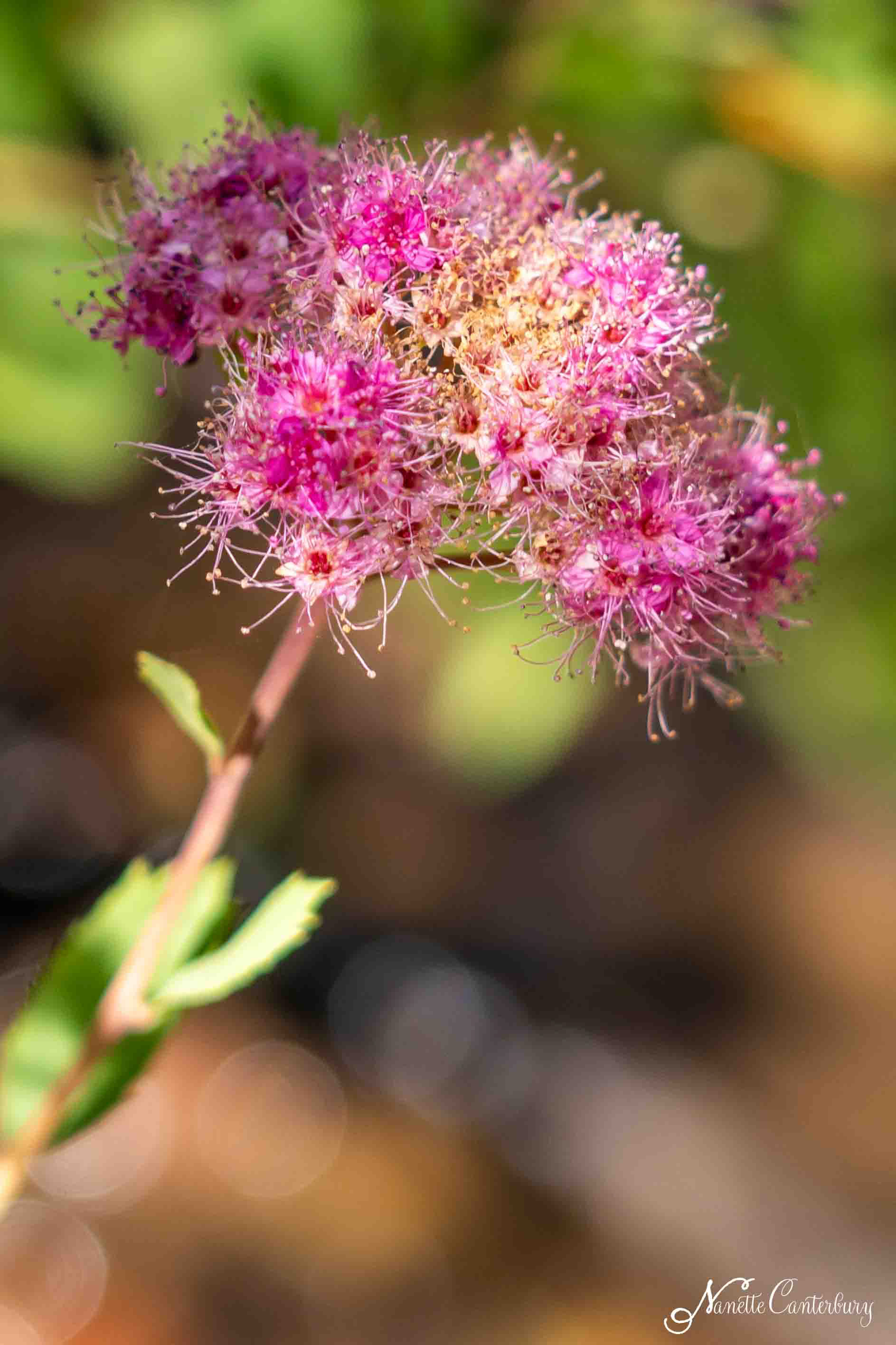 Spirea