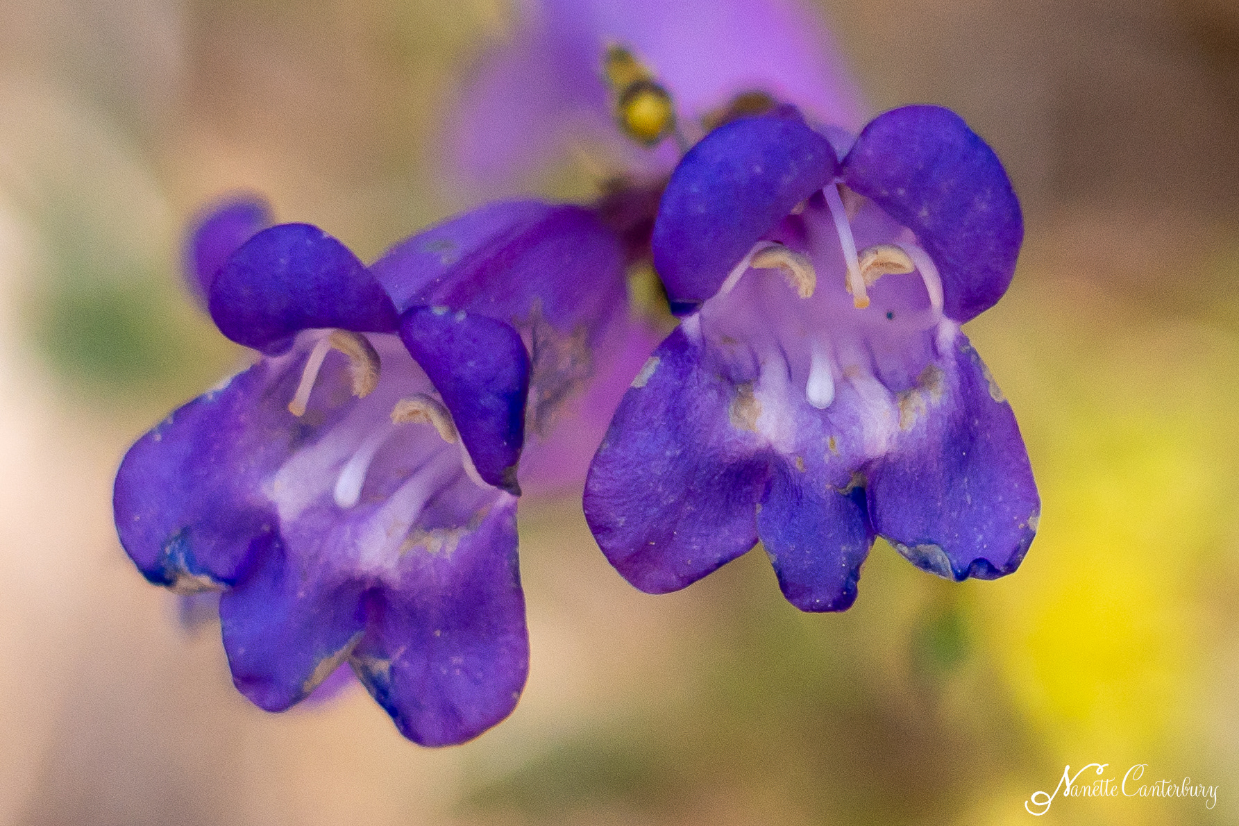 Penstemon