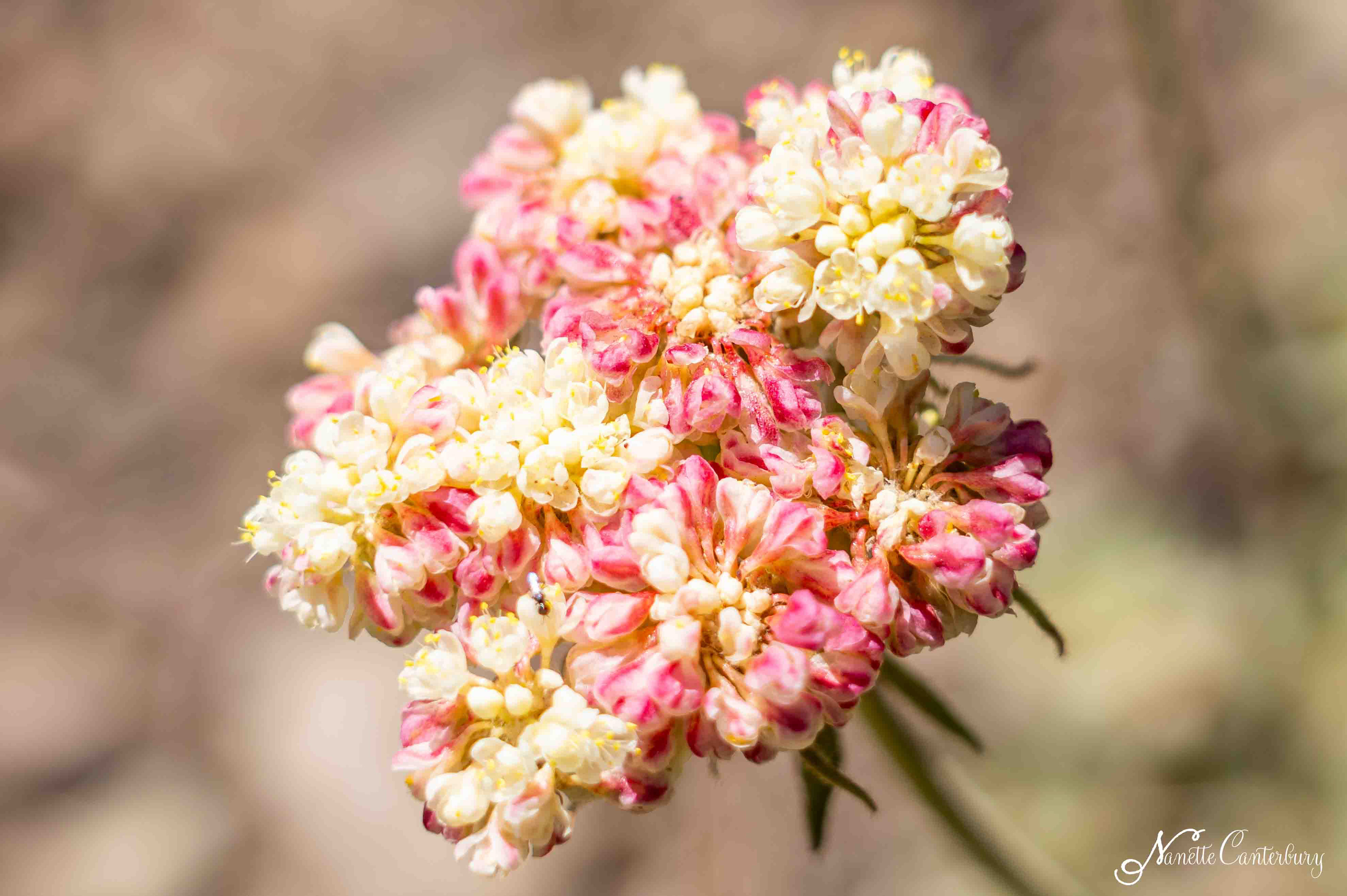 Wild Buckwheat