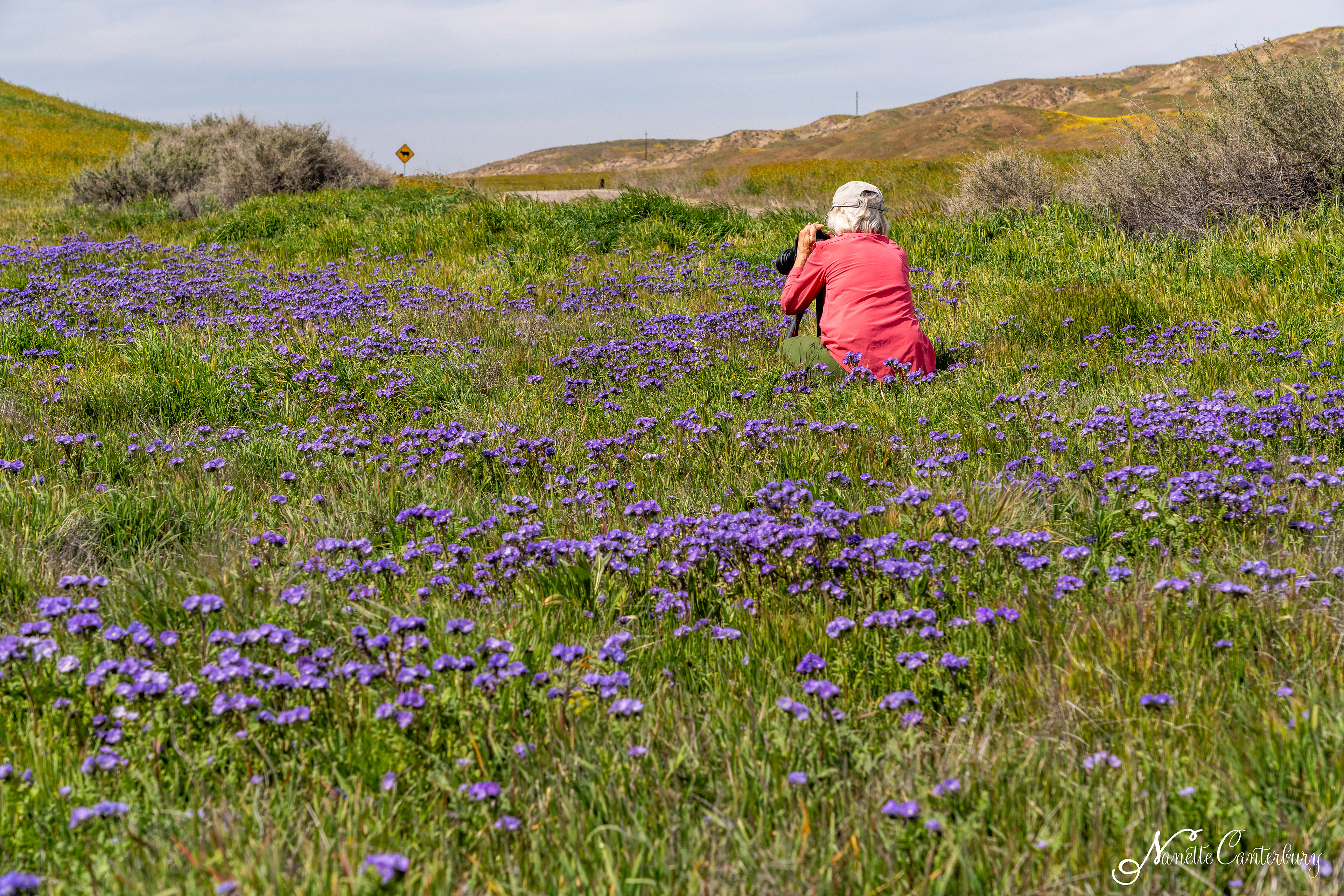 Purple Phacelia