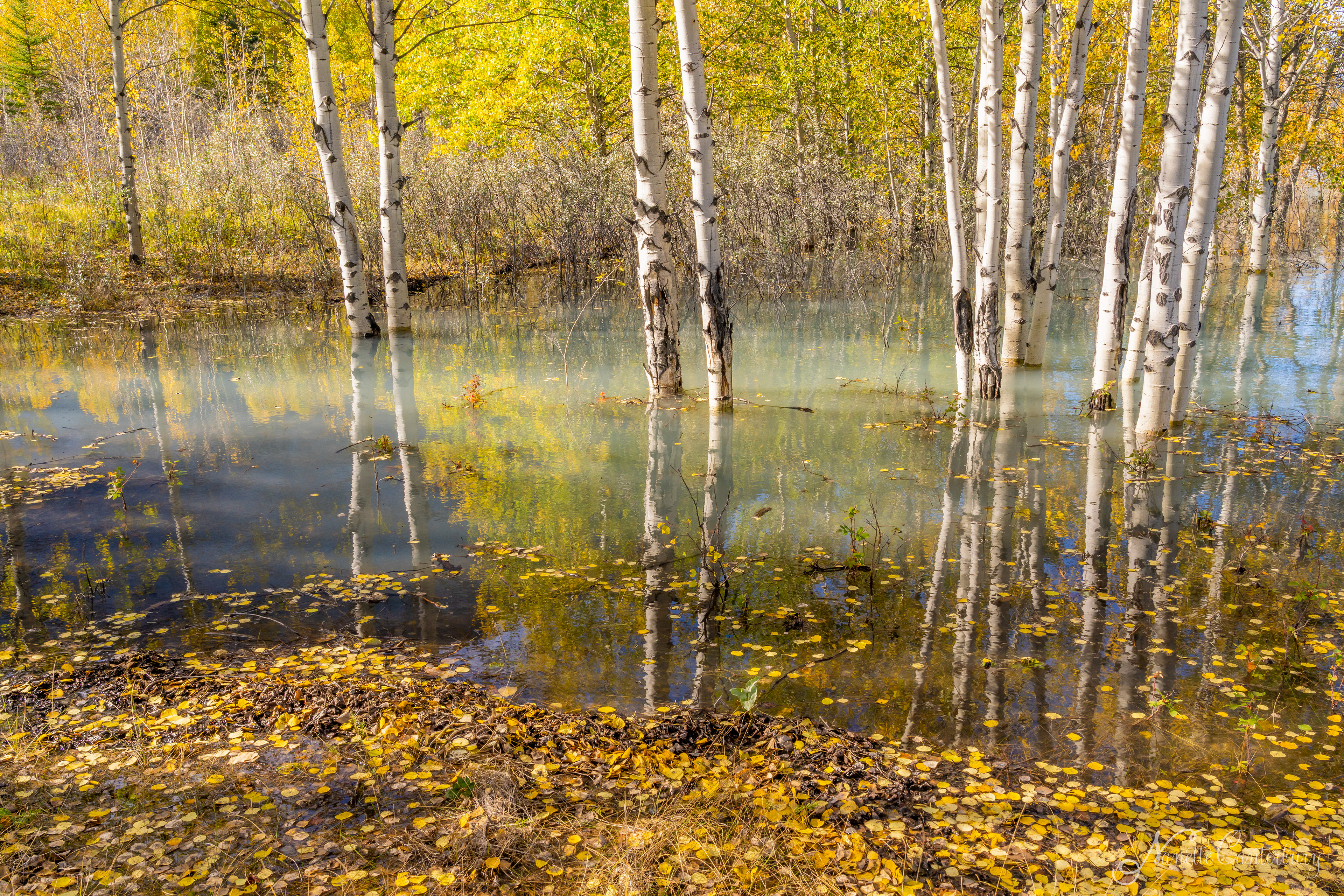 Abraham Lake