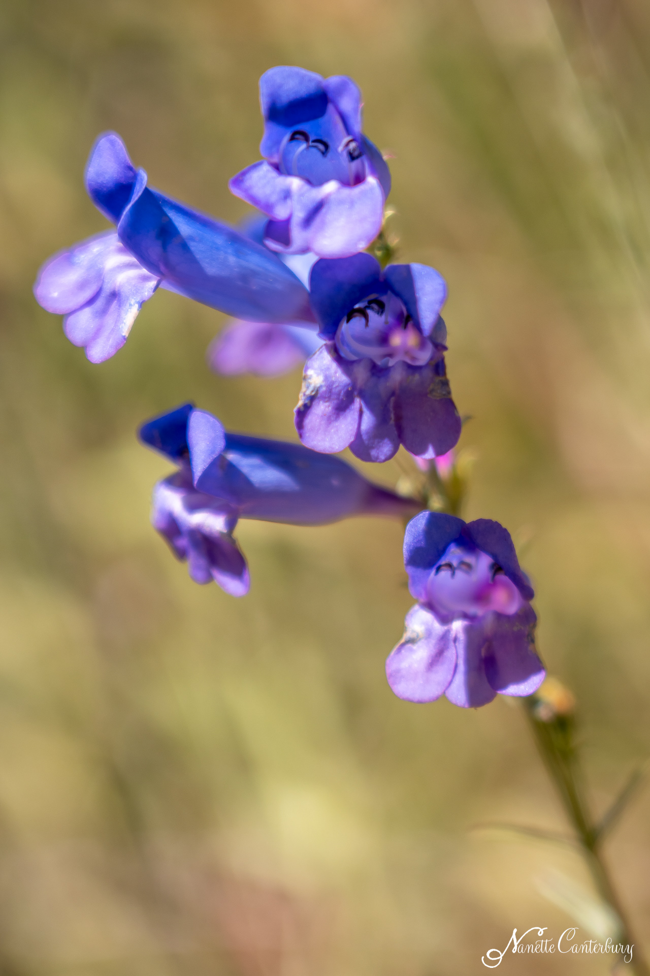 Foothill Penstemon