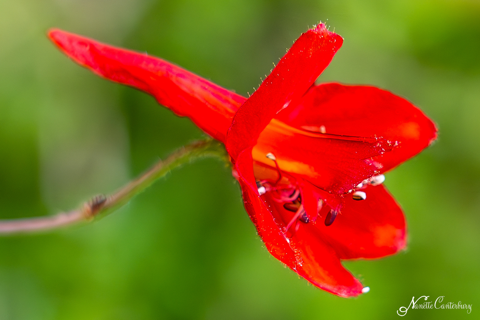 Red Larkspur