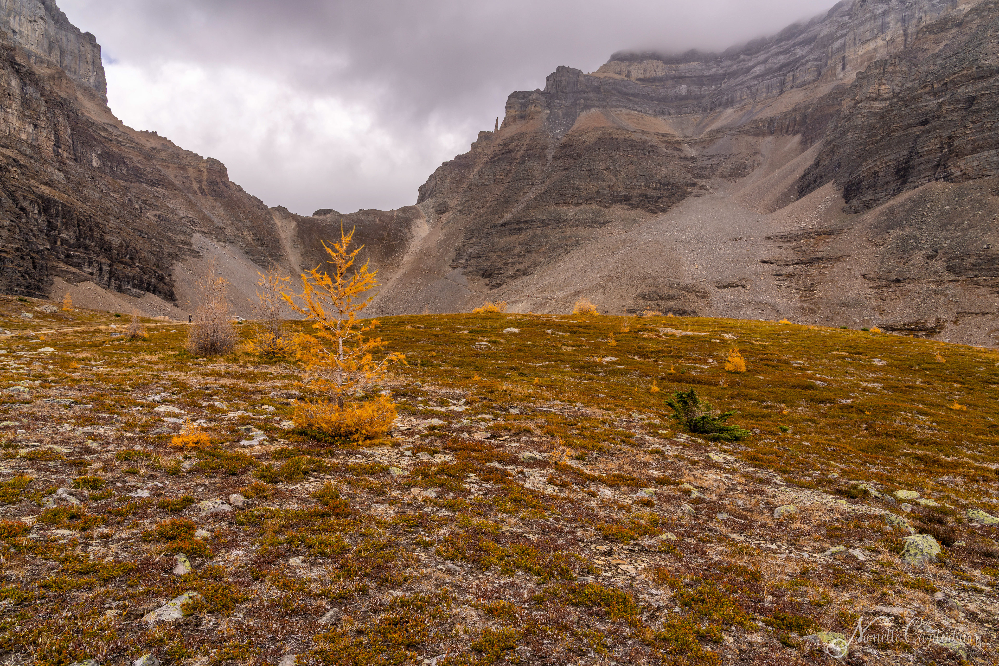 Larch Valley Trail