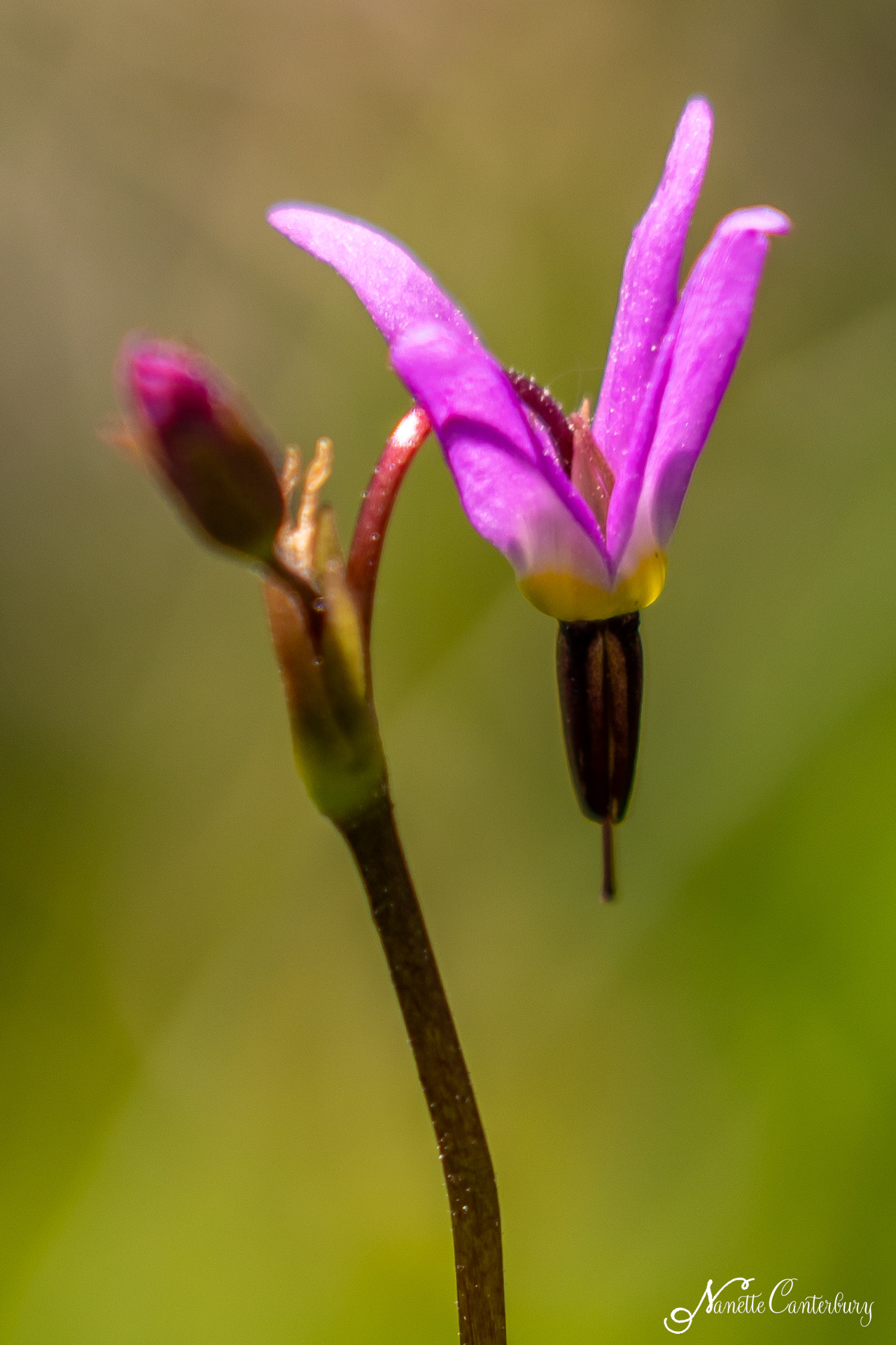 Shooting Star