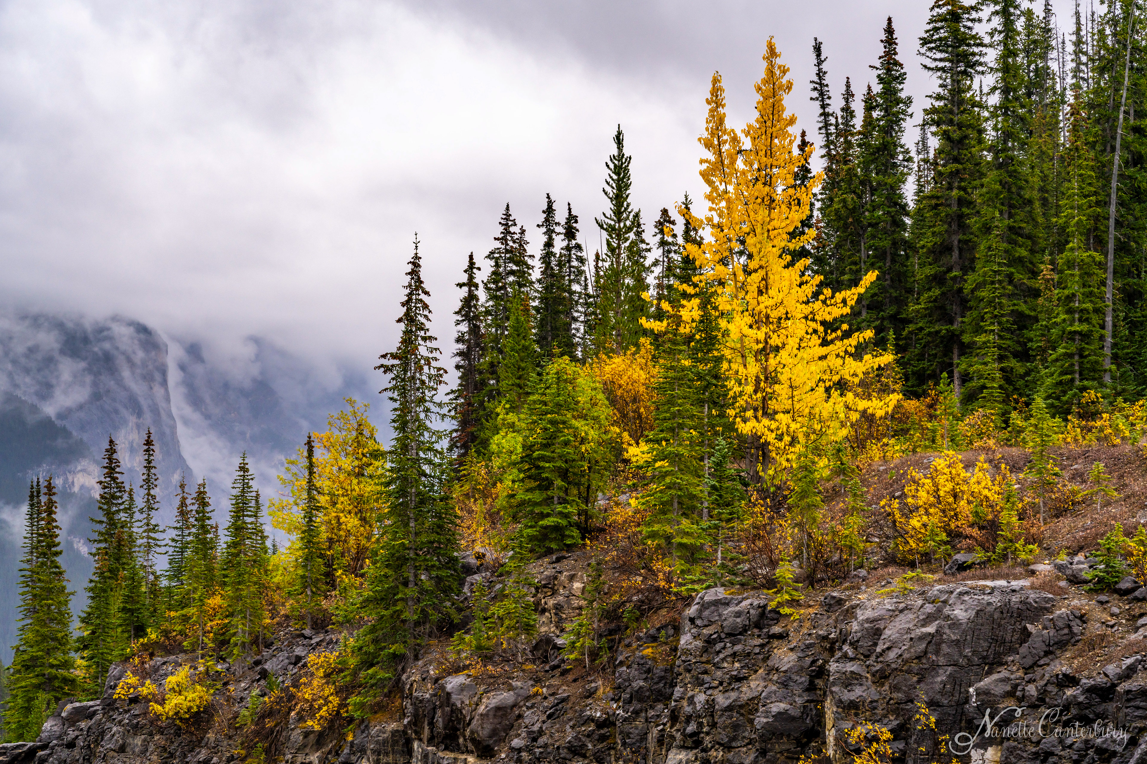 Along the Icefields Parkway