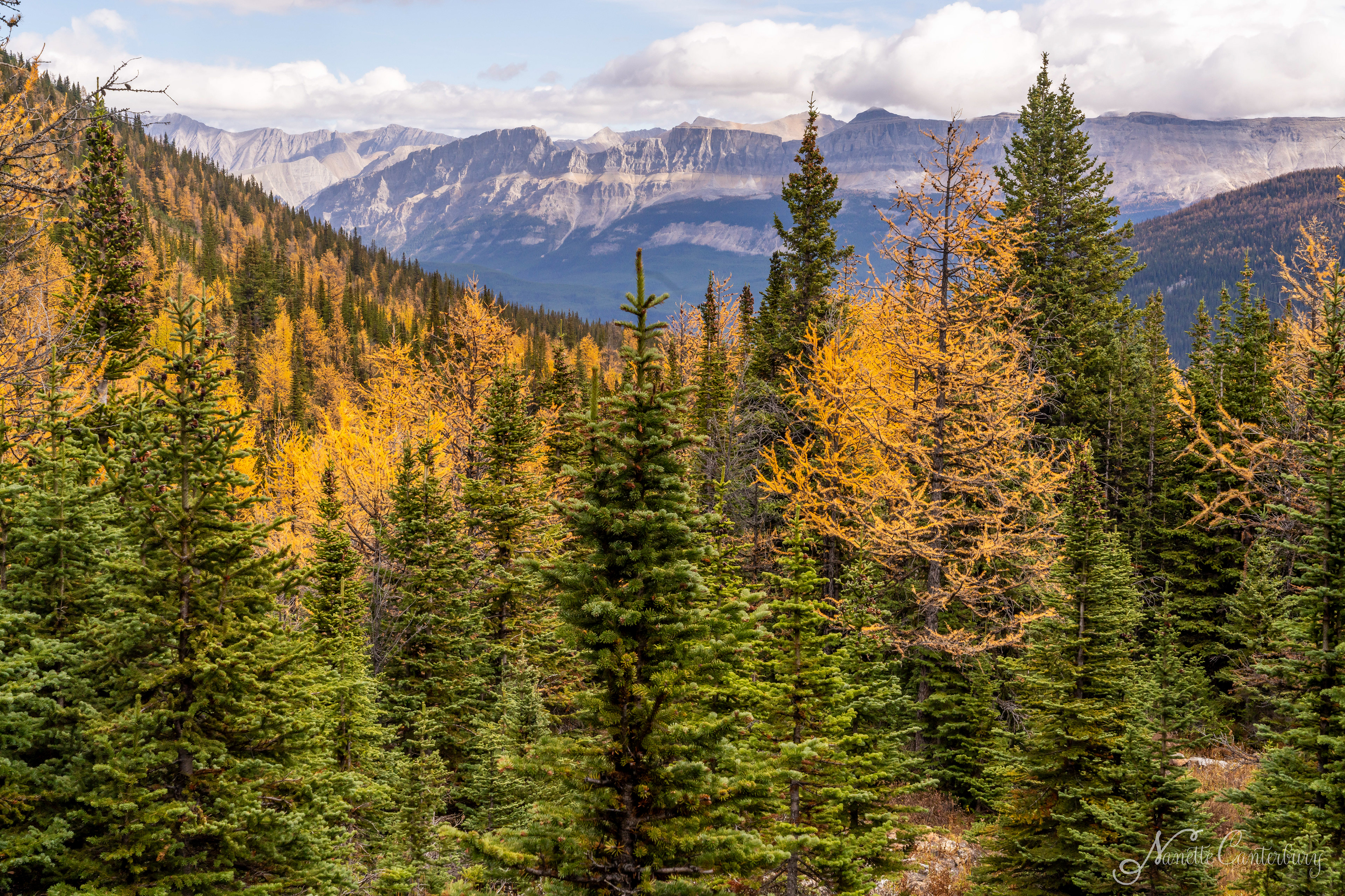 Larch Valley Trail