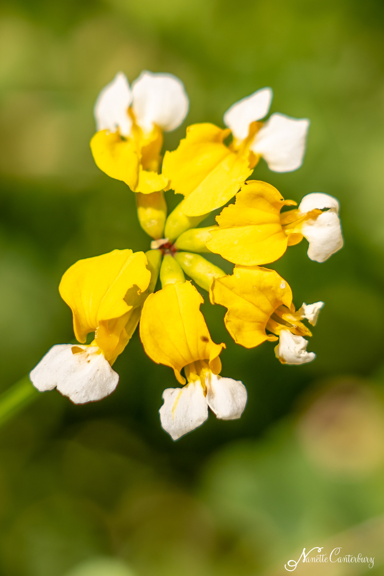 Narrow Leaved Lotus