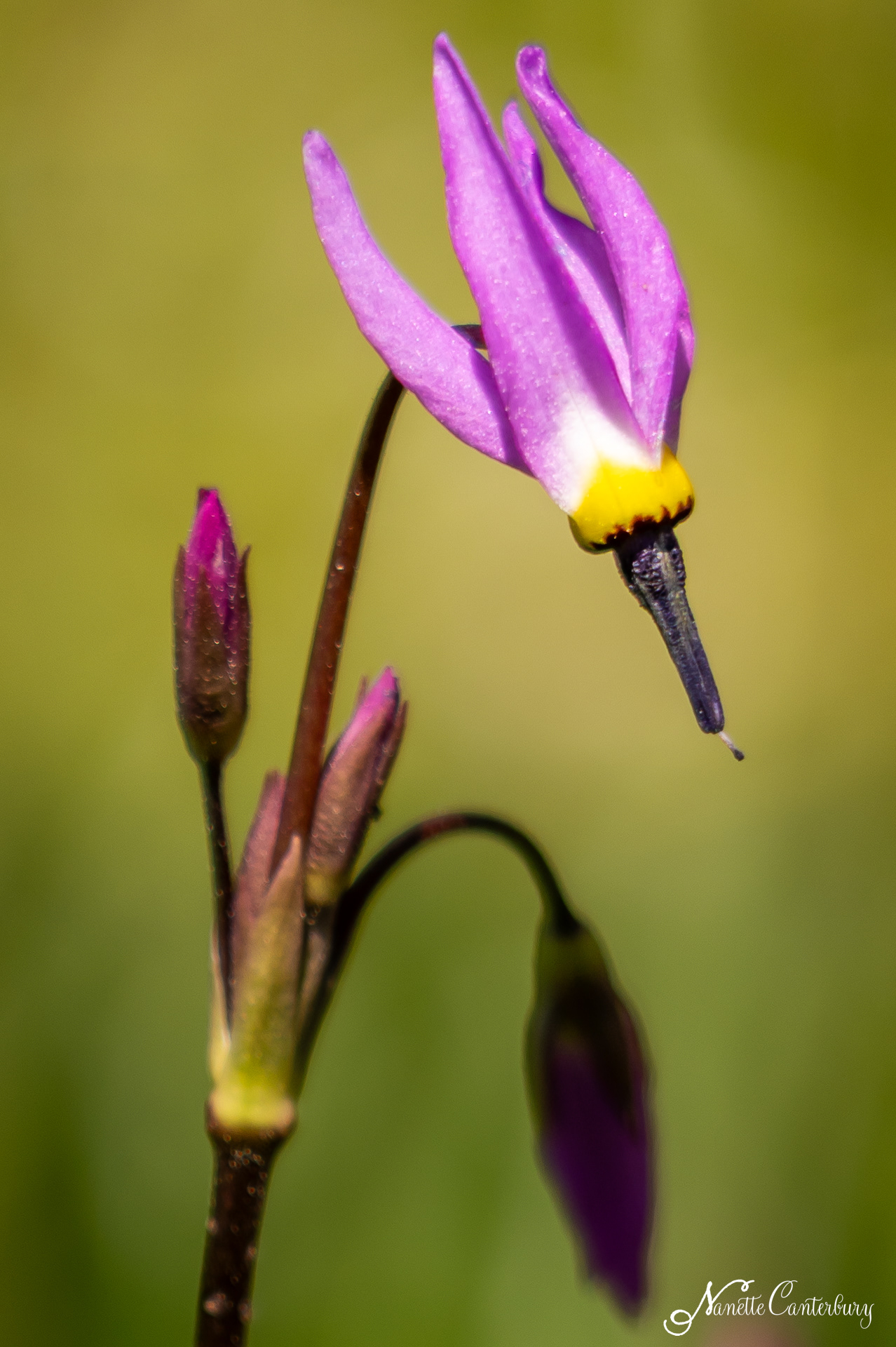 Shooting Star