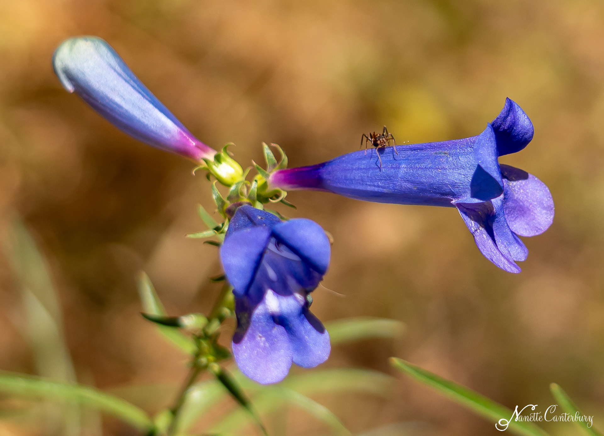 Foothill Penstemon