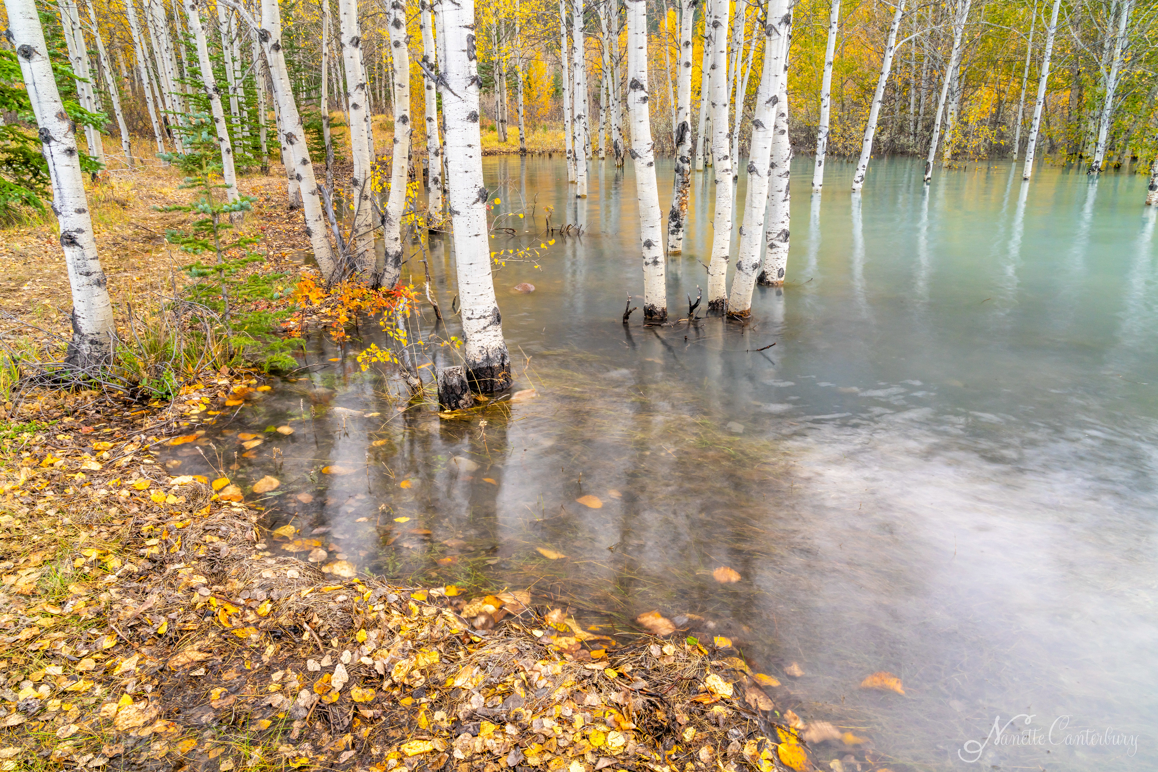 Abraham Lake
