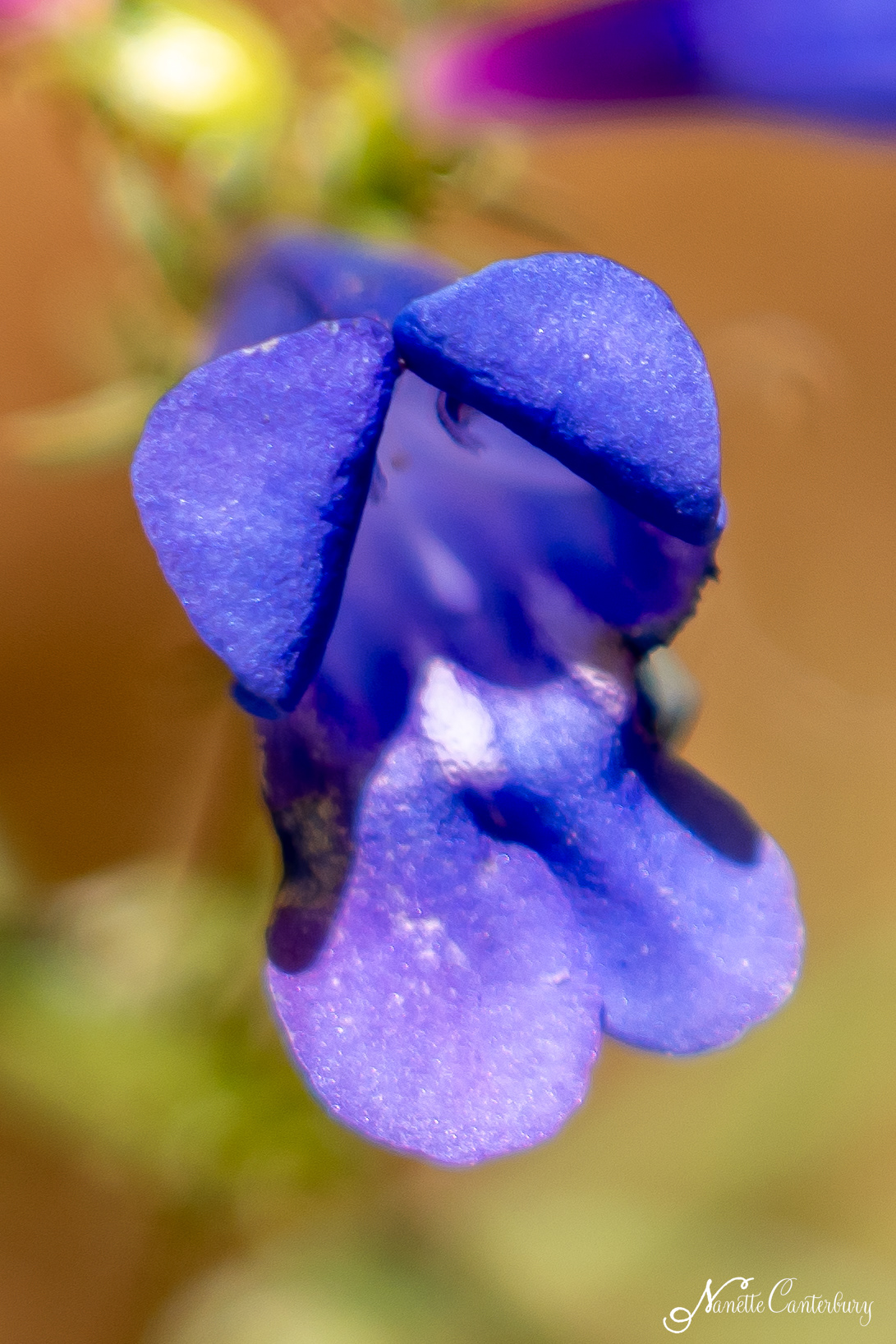 Foothill Penstemon