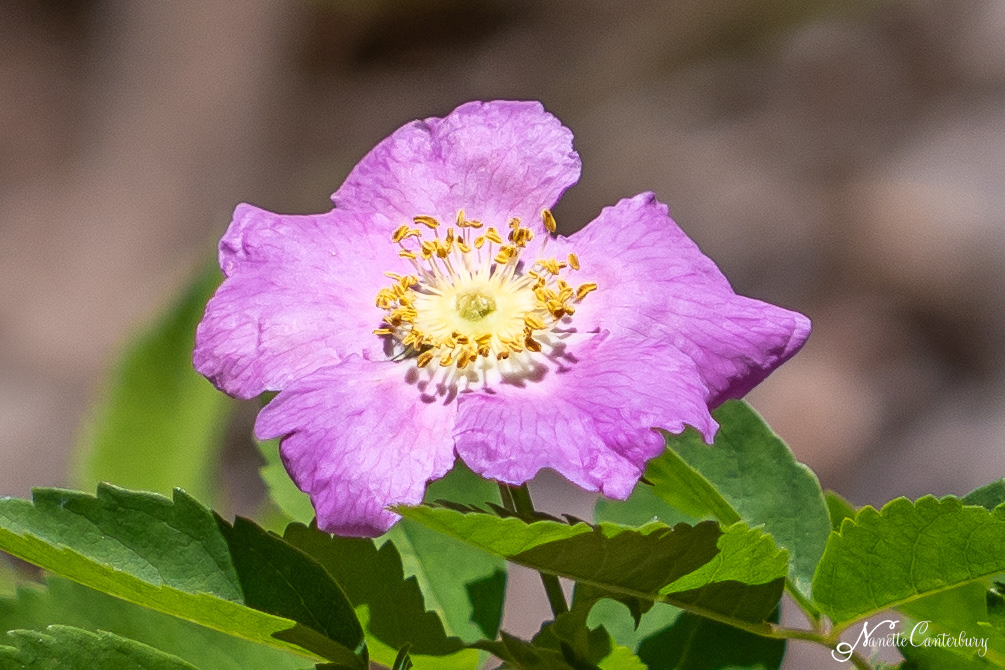 Wood Rose Shrub