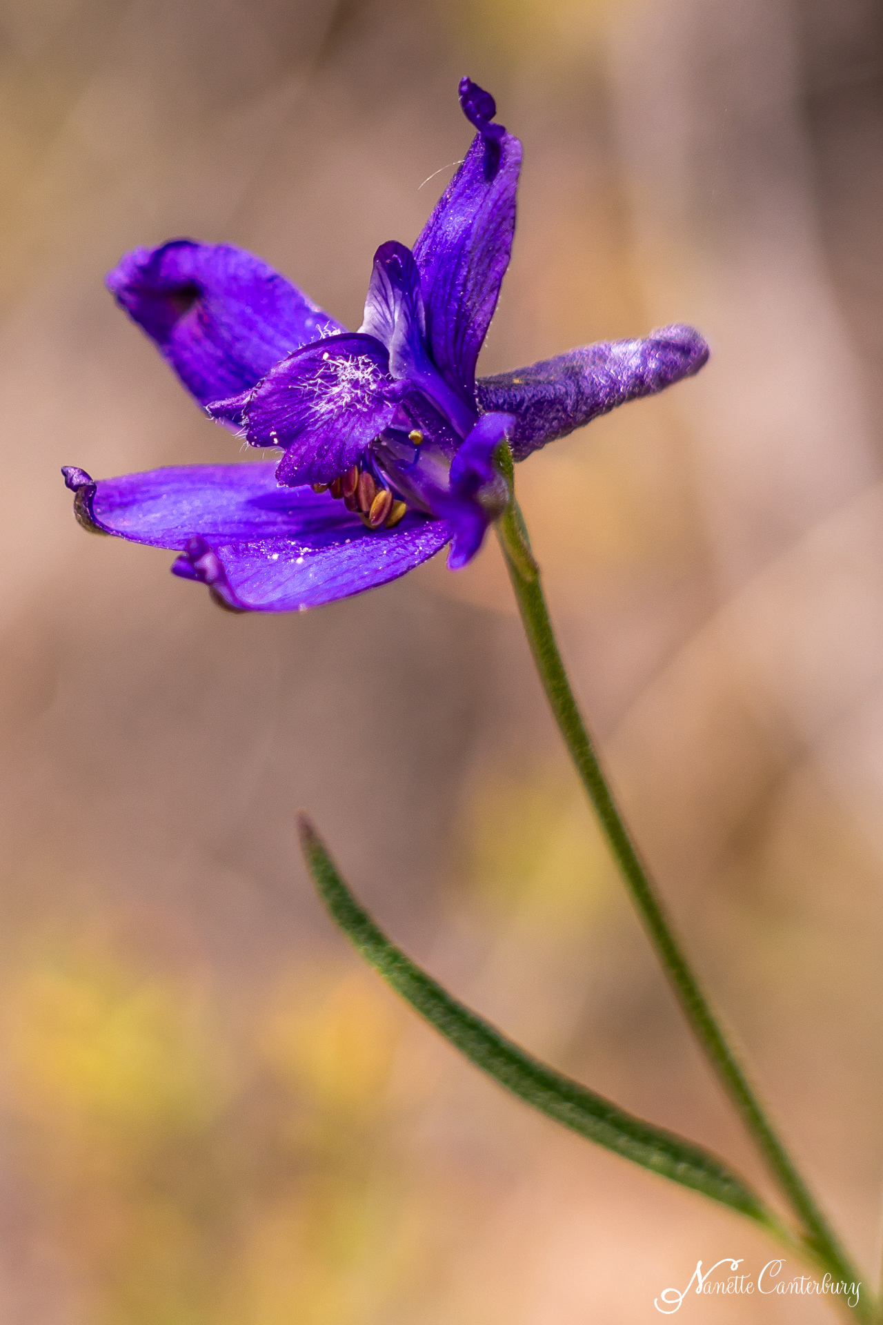 Larkspur