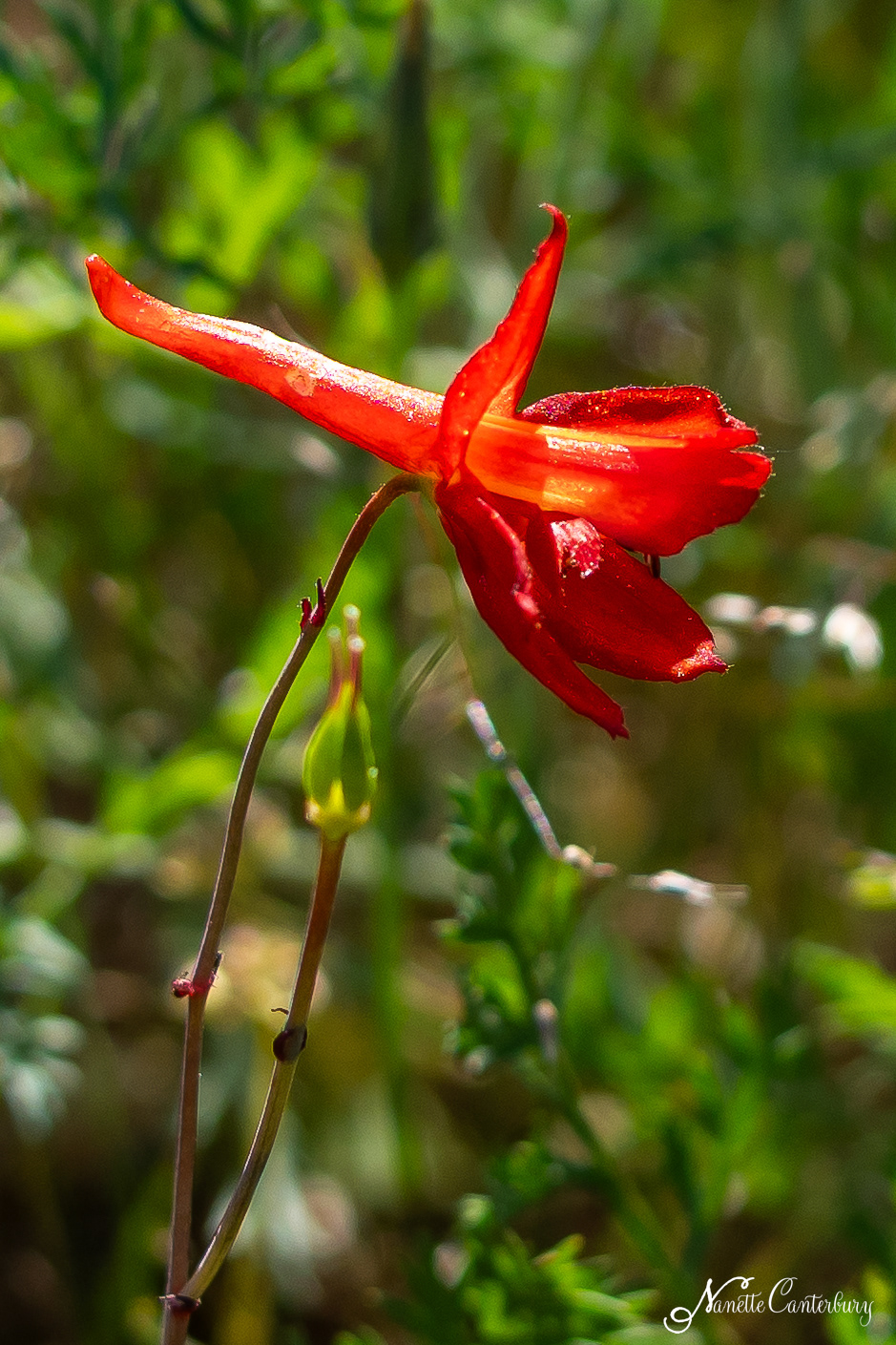 Red Larkspur
