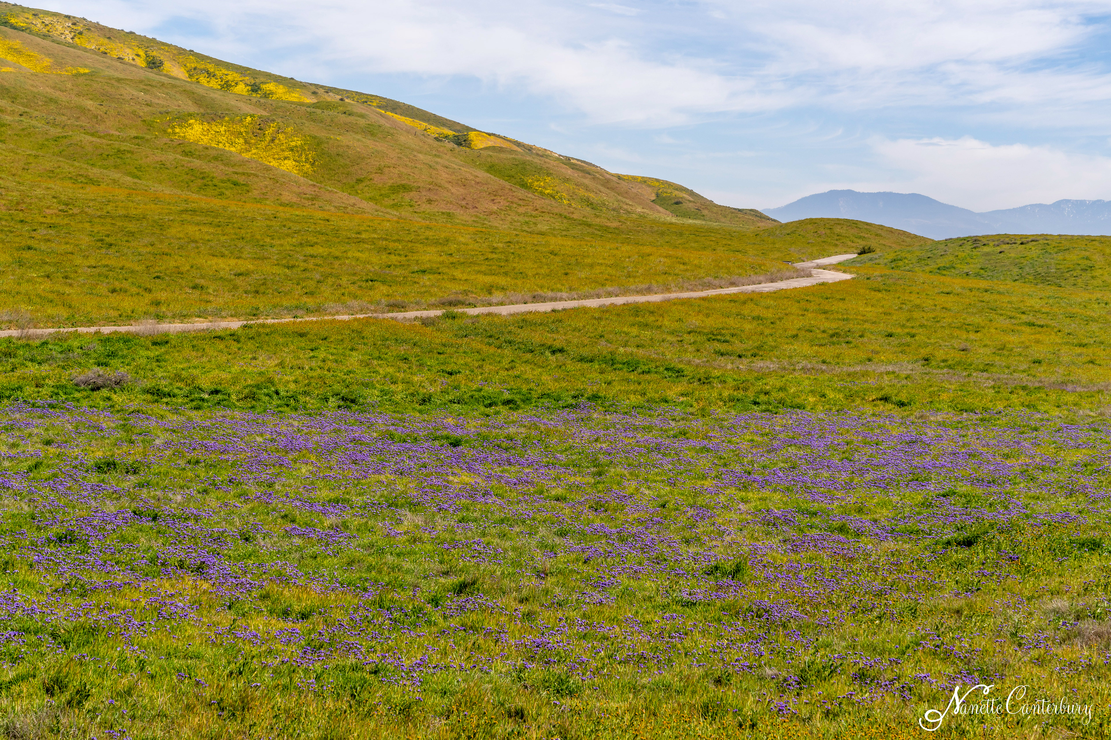 Purple Phacelia