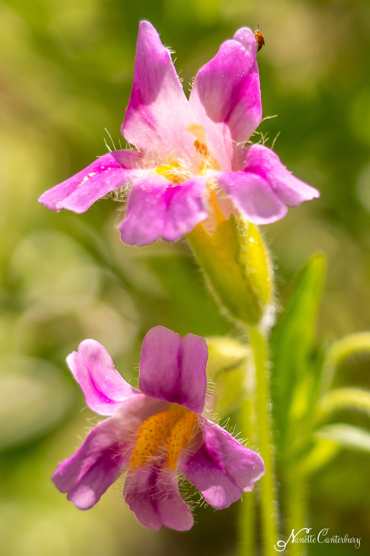 Blushing Monkeyflower