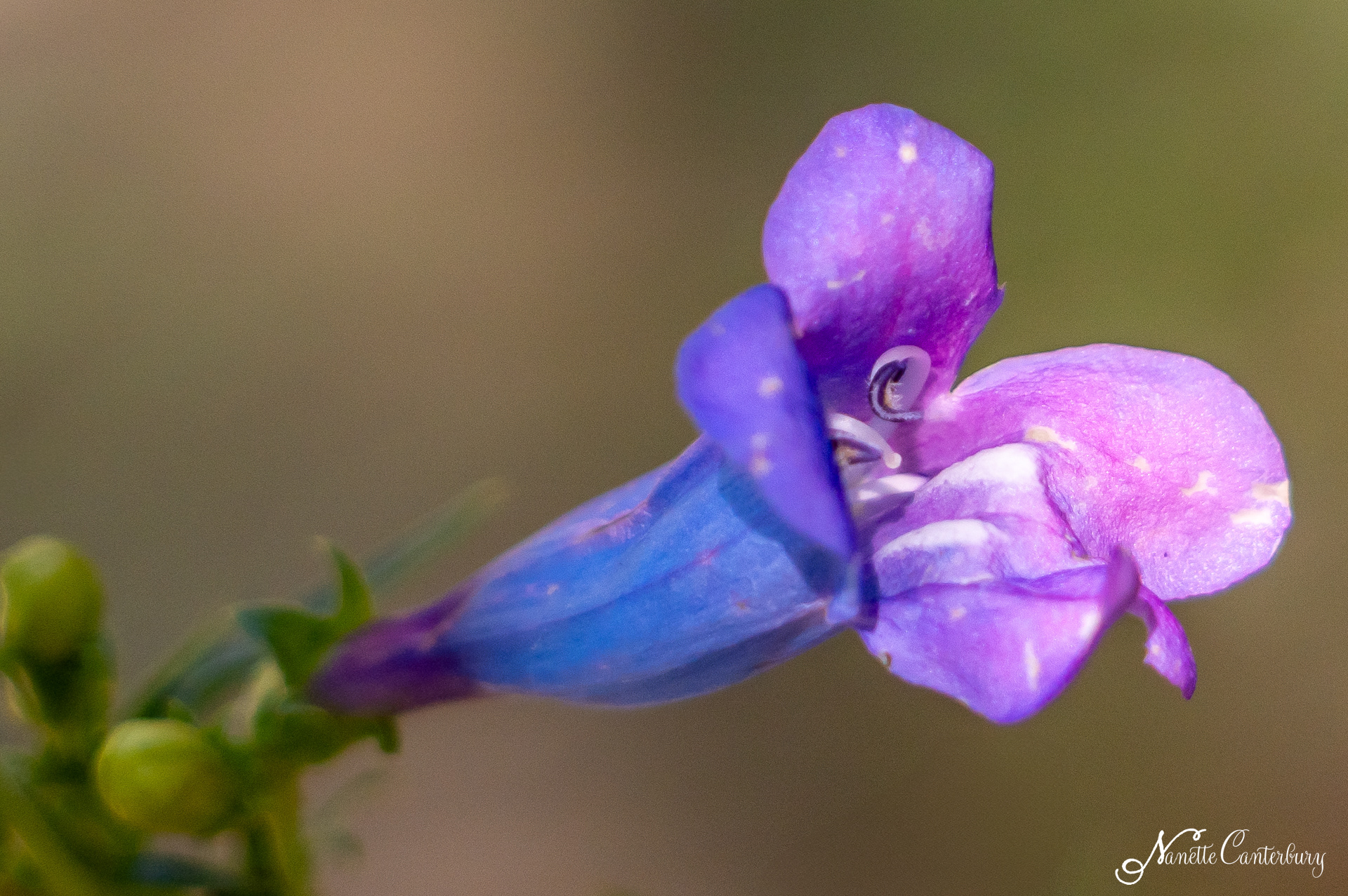 Foothill Penstemon