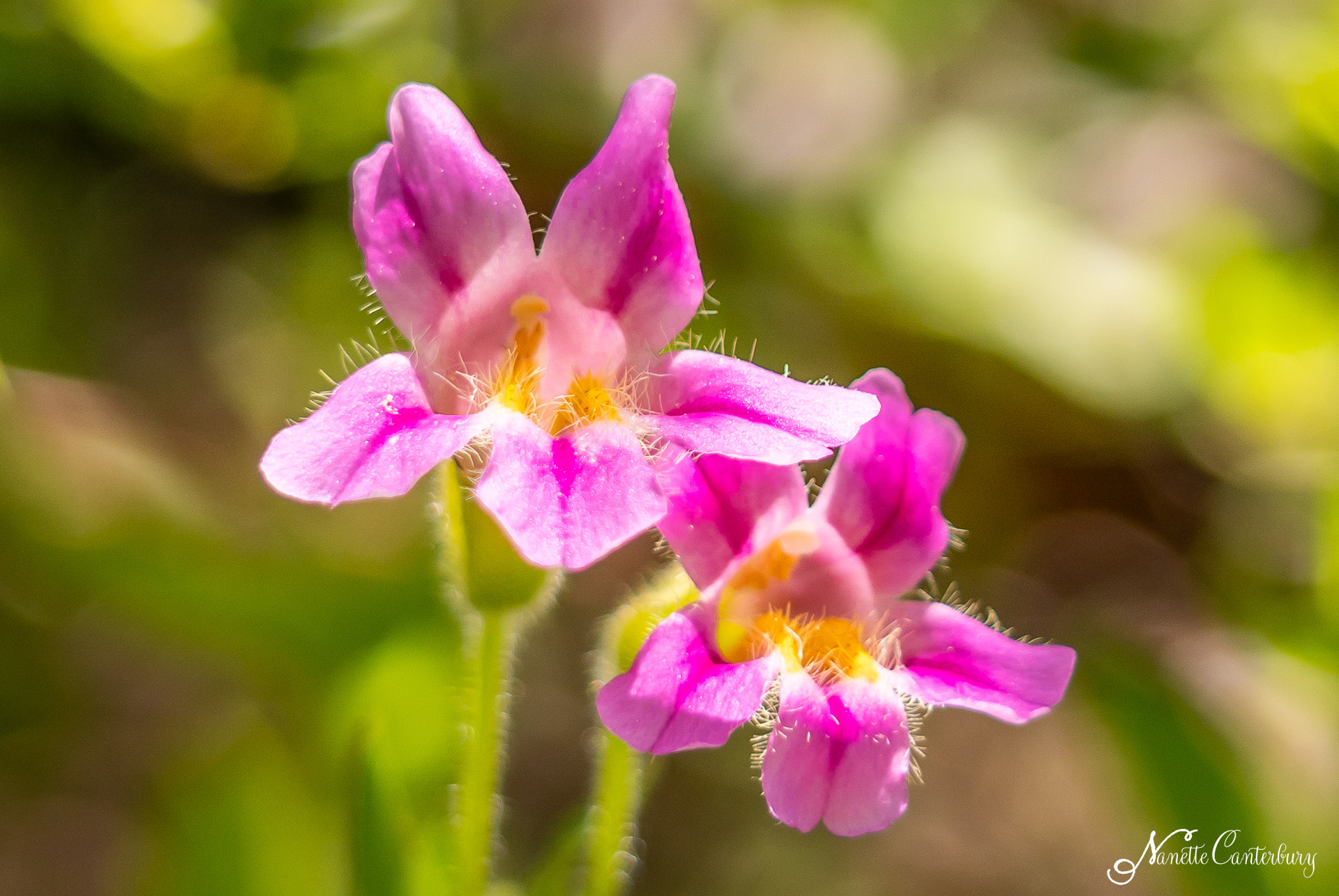 Blushing Monkeyflower