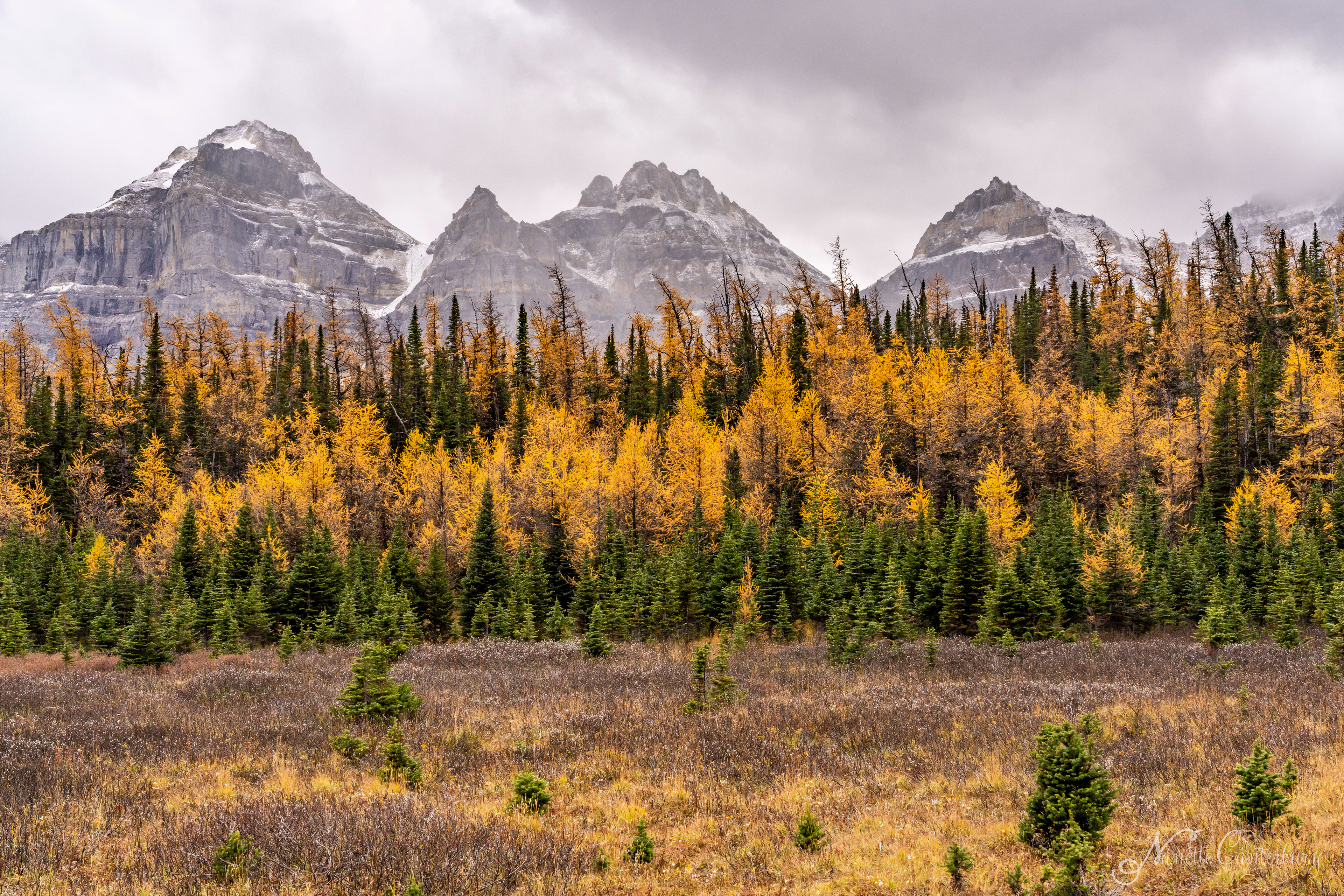 Larch Valley Trail