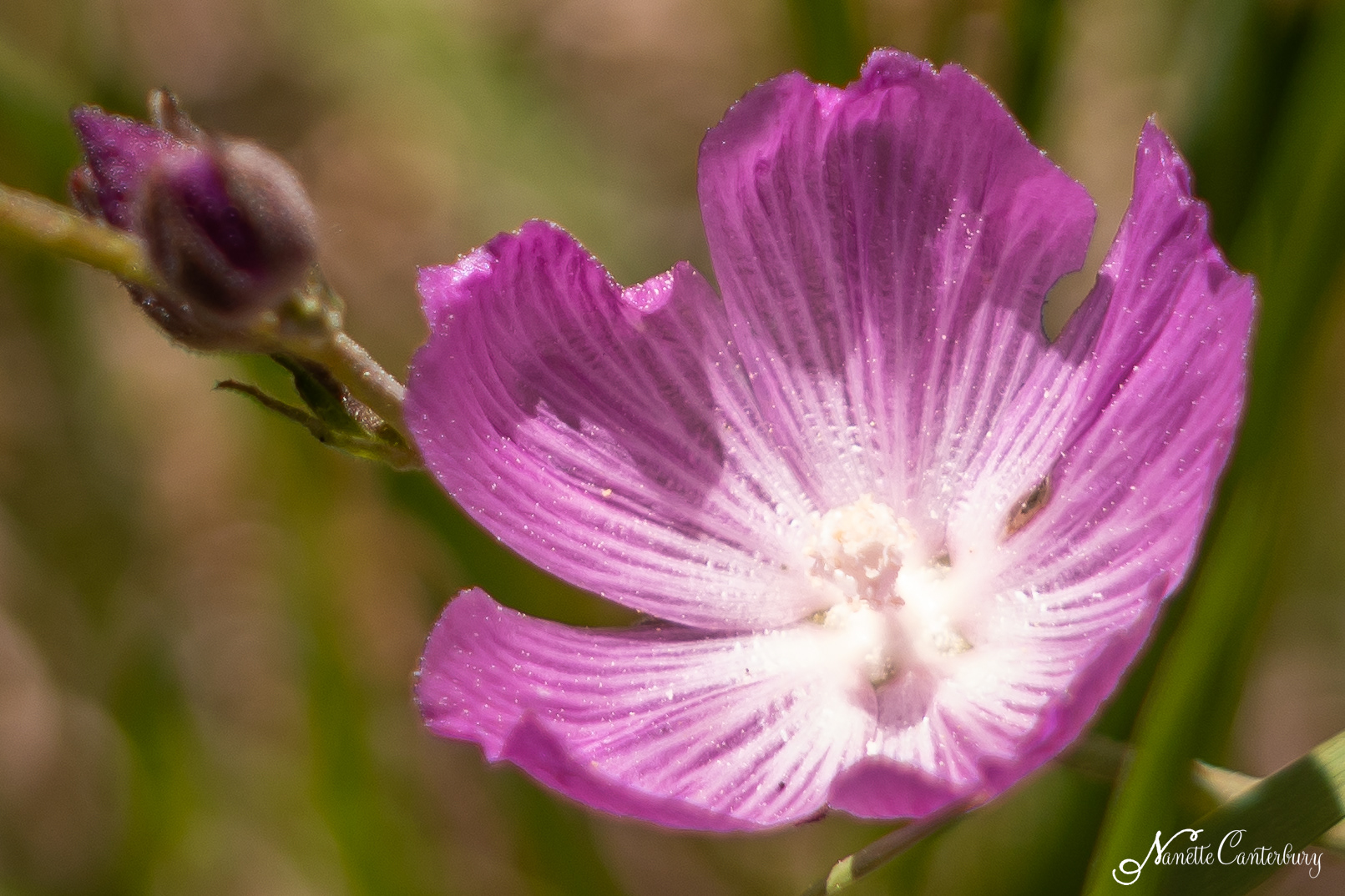 Checkerbloom