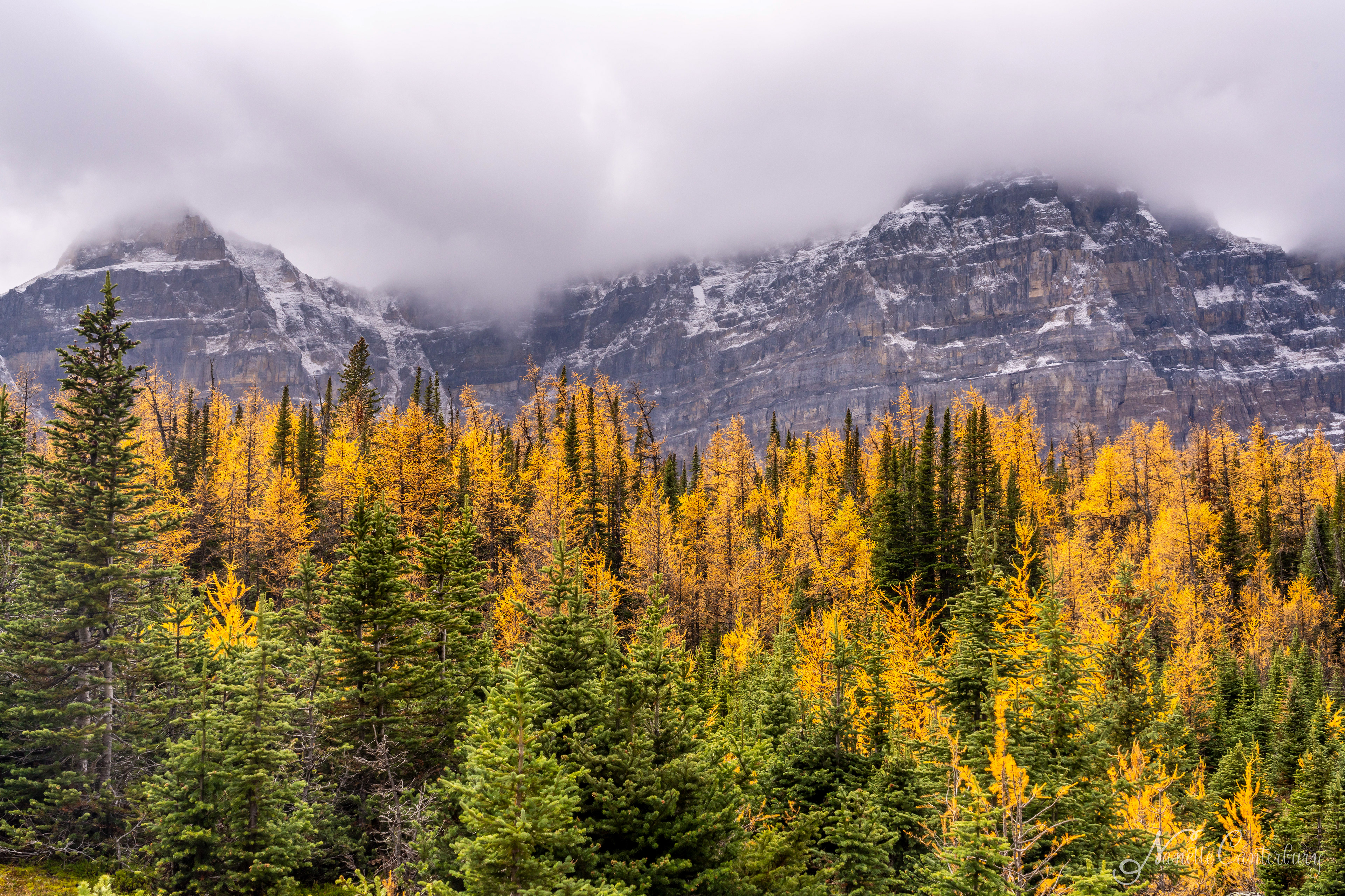 Larch Valley Trail