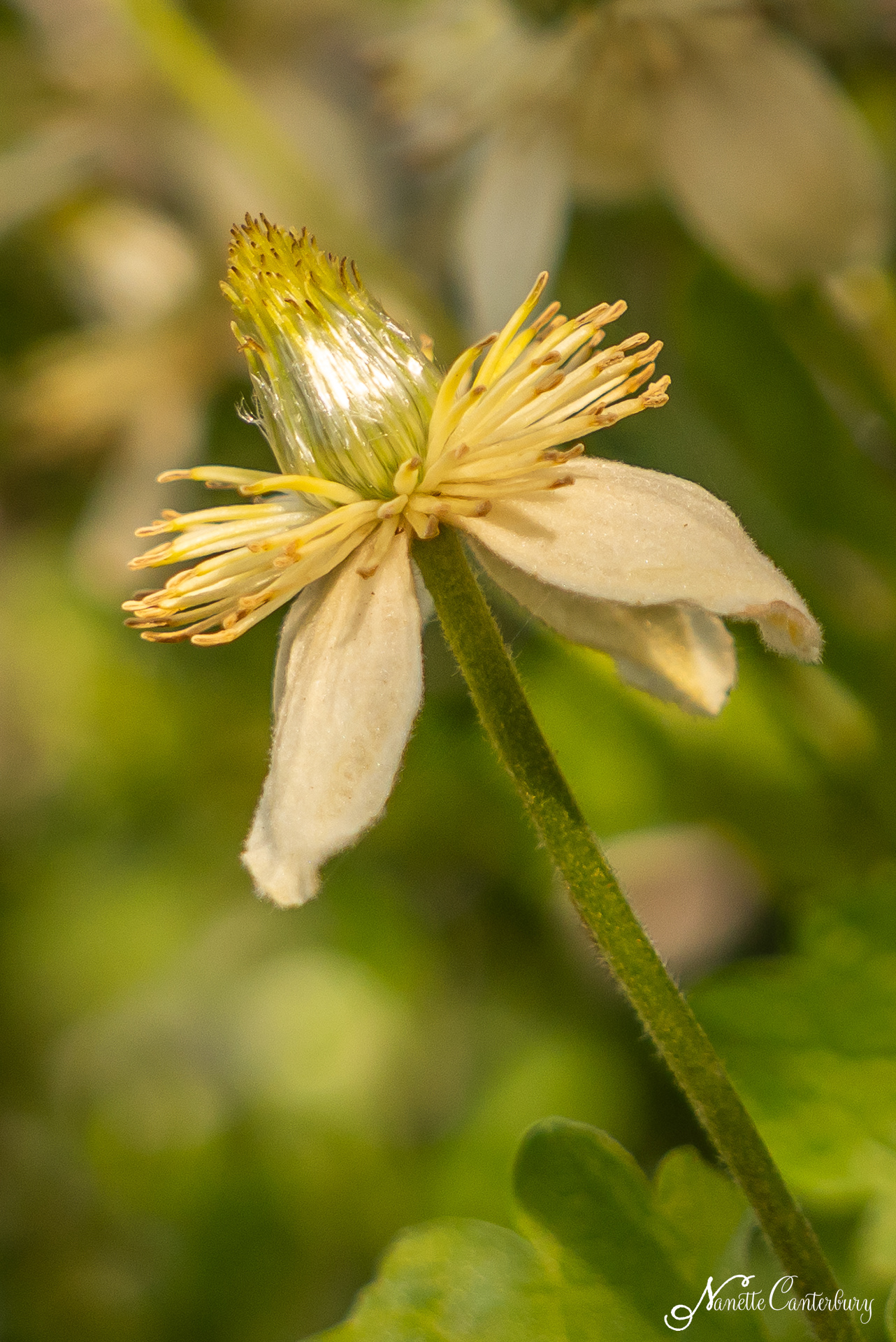 Pipestem Clematis