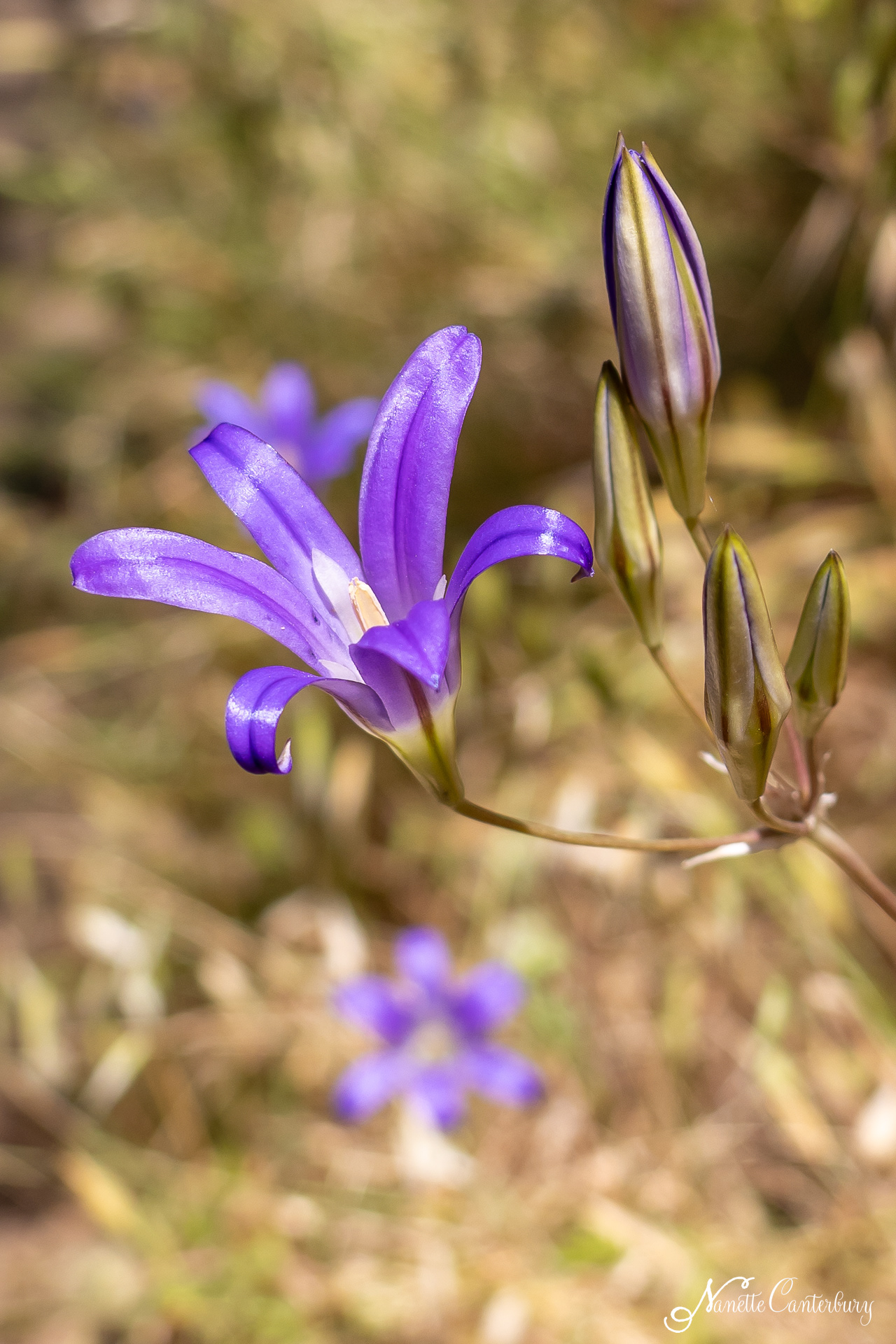 Harvest Brodiaea