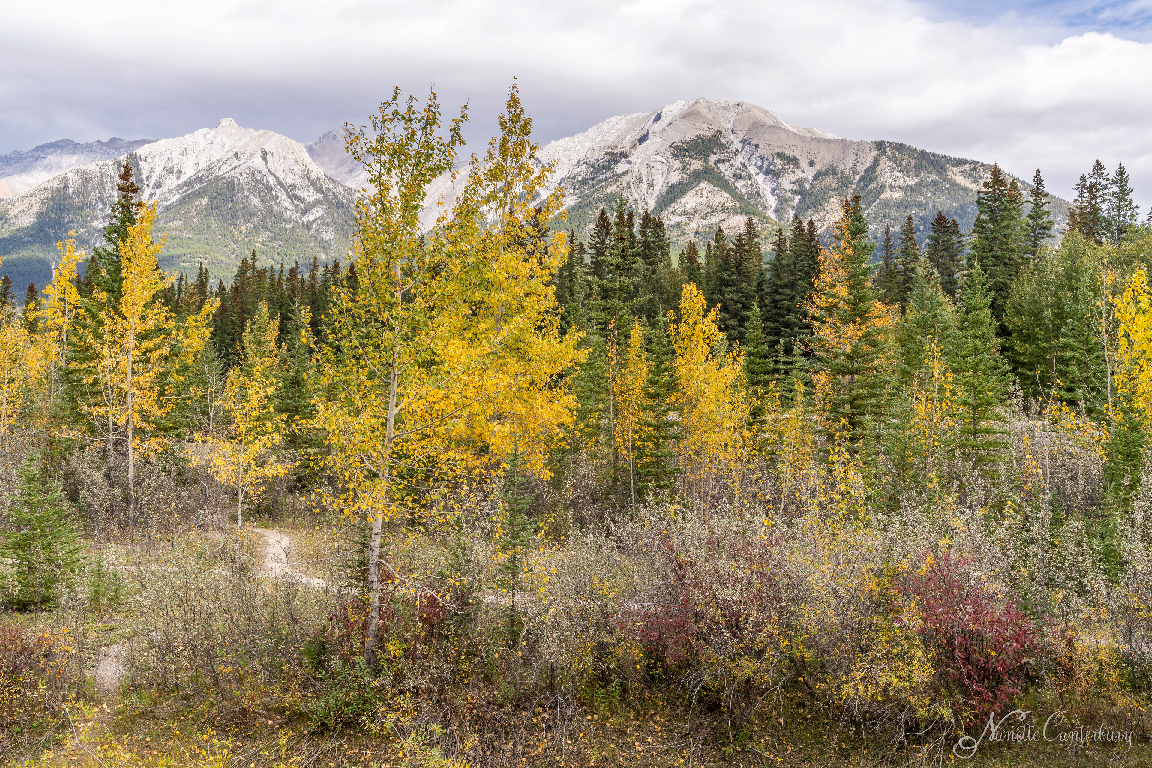 View from walking trail in Canmore