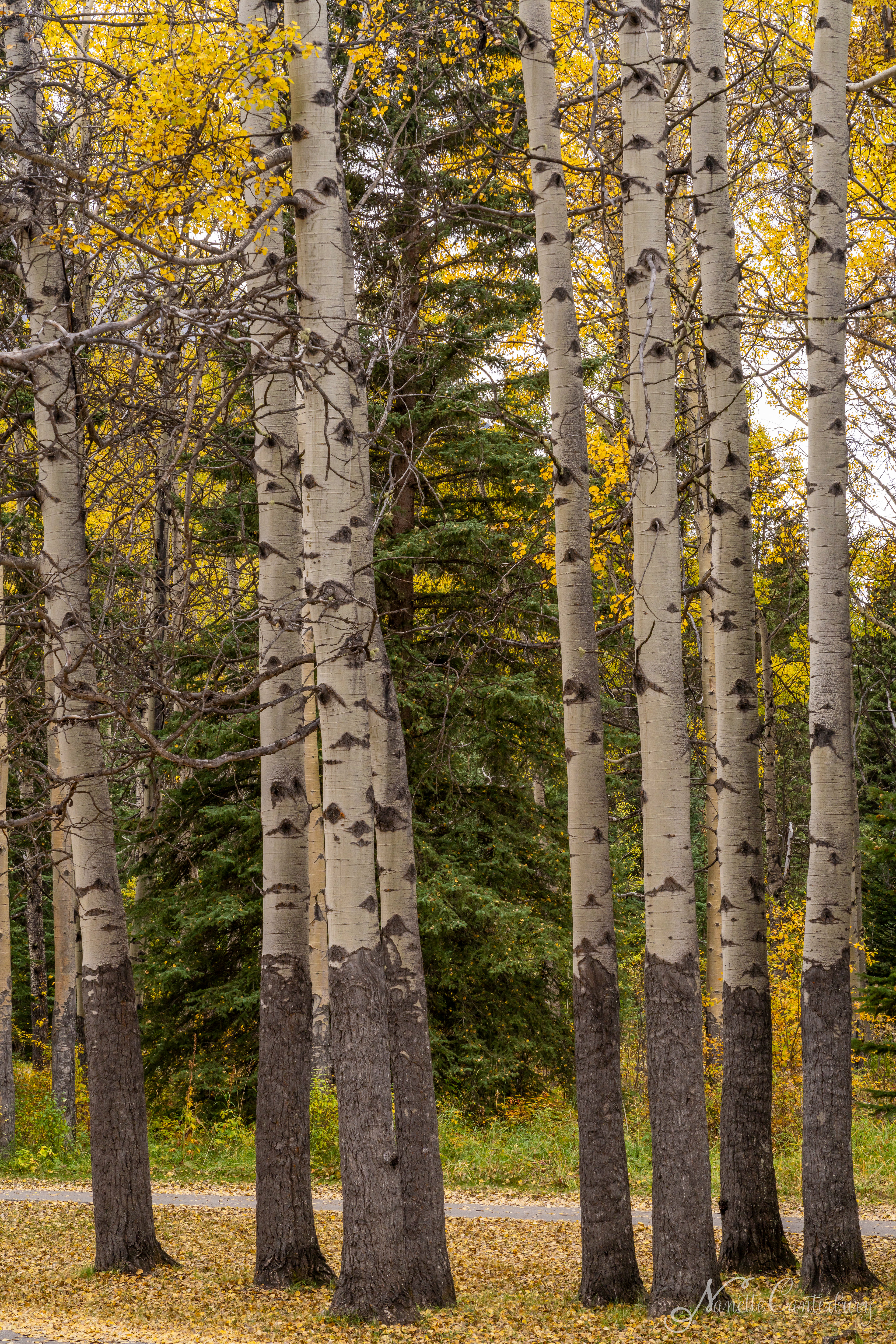 Aspen Grove