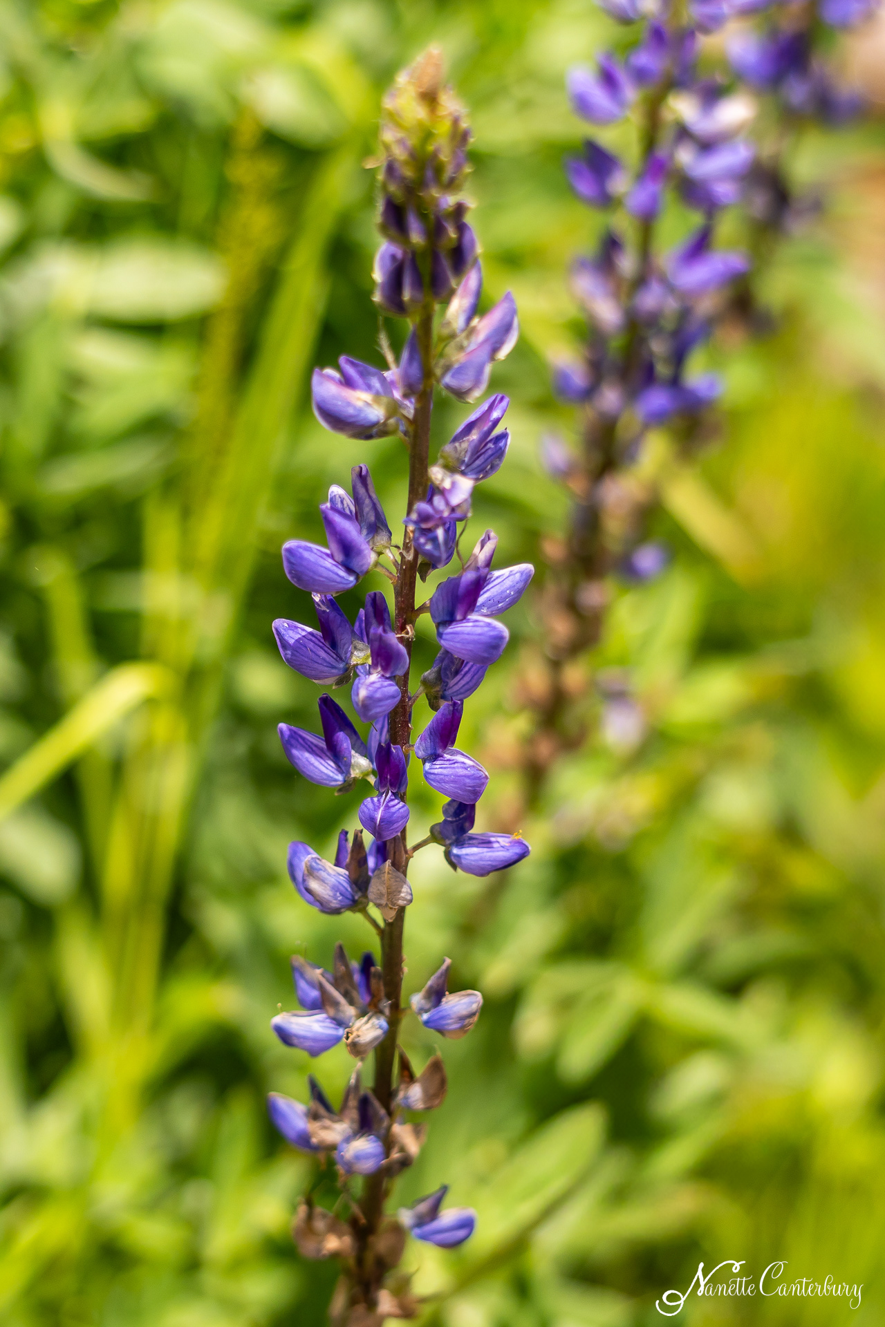 Lupine