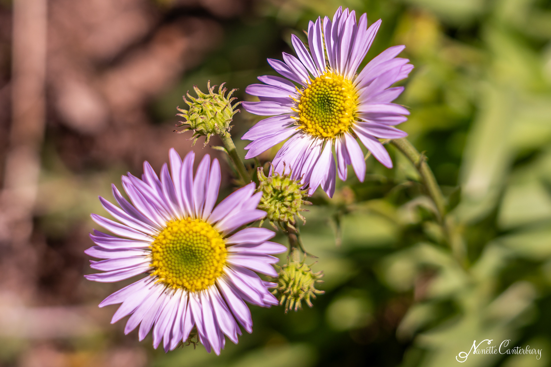 Showy Fleabane