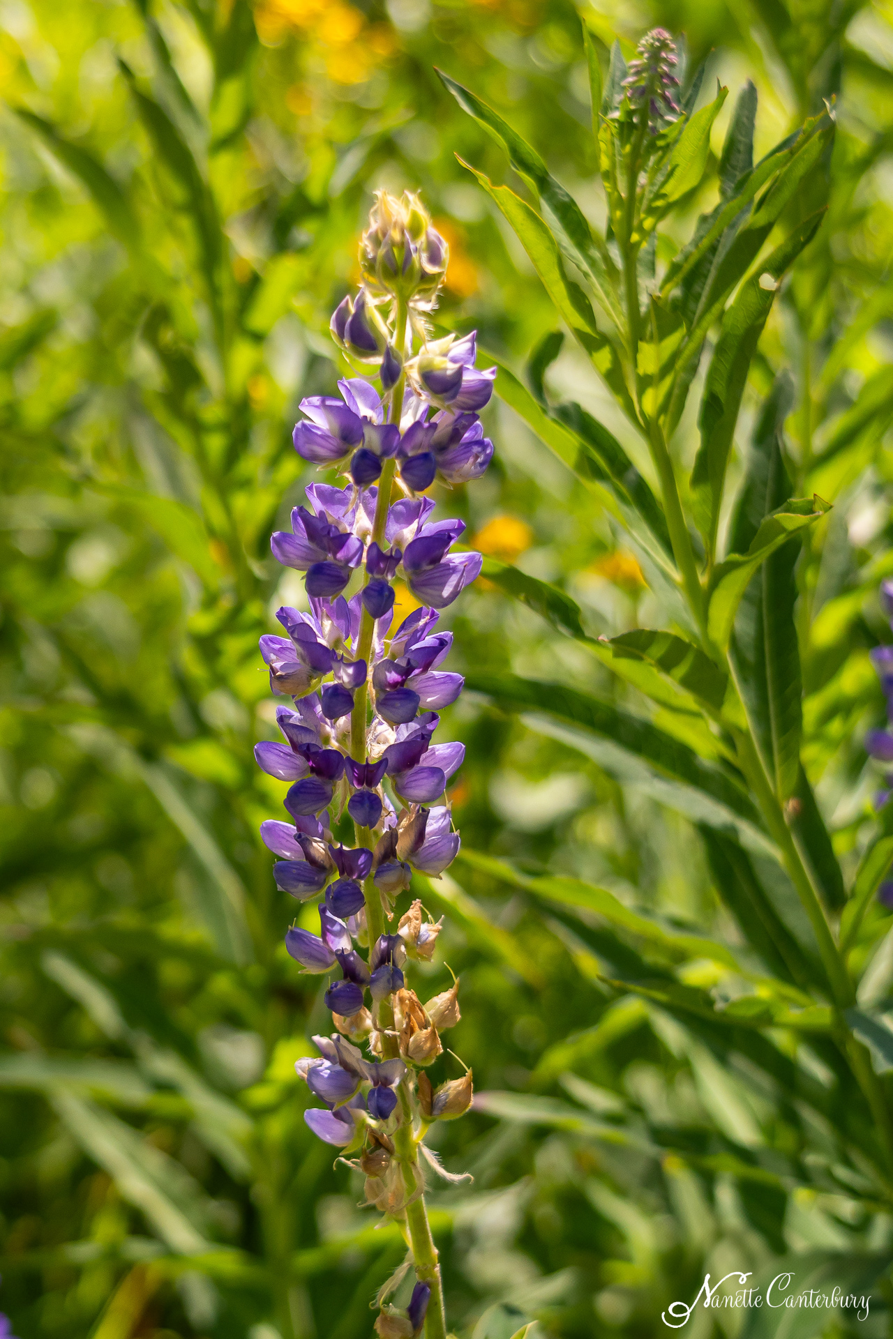 Lupine