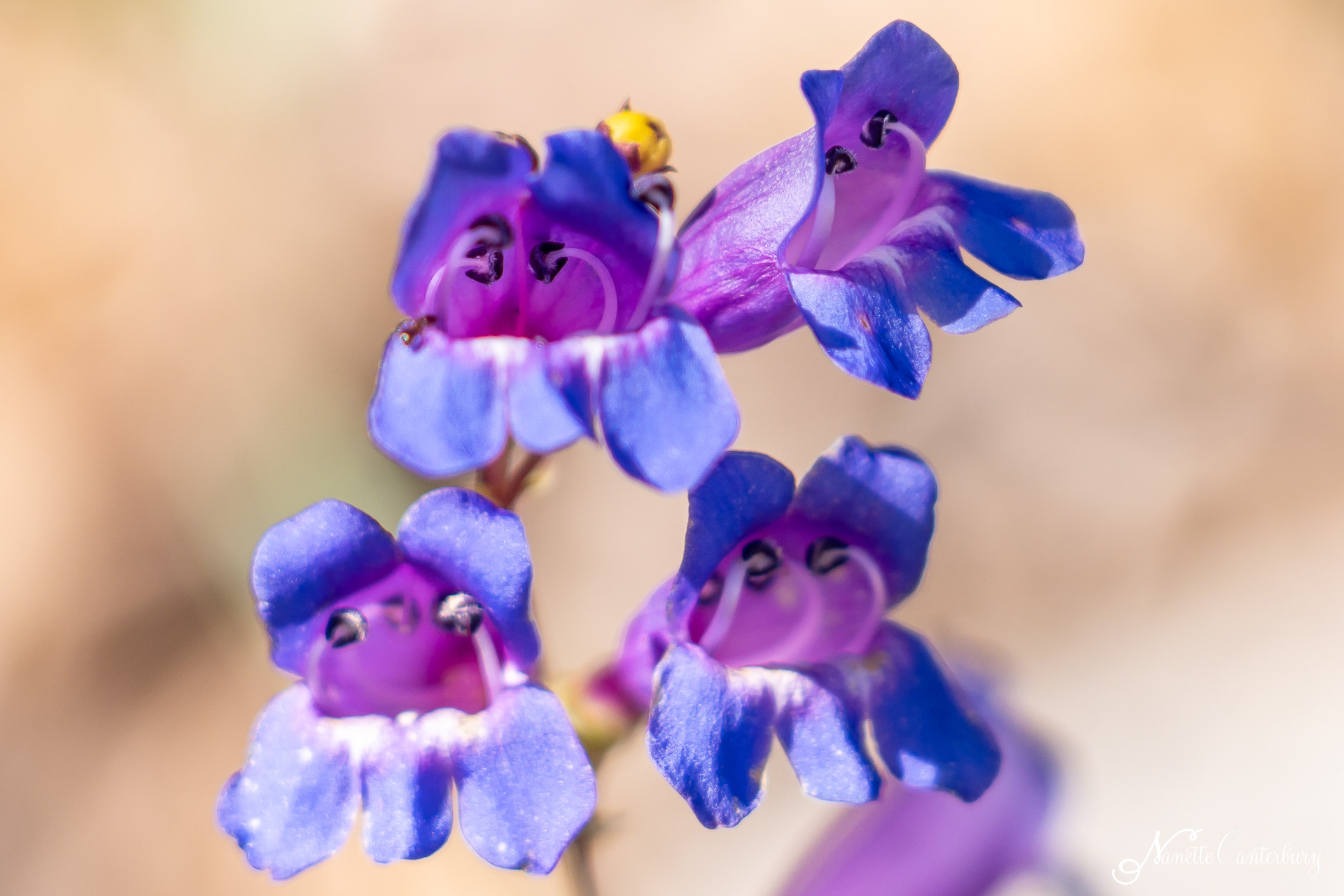 Showy Penstemon