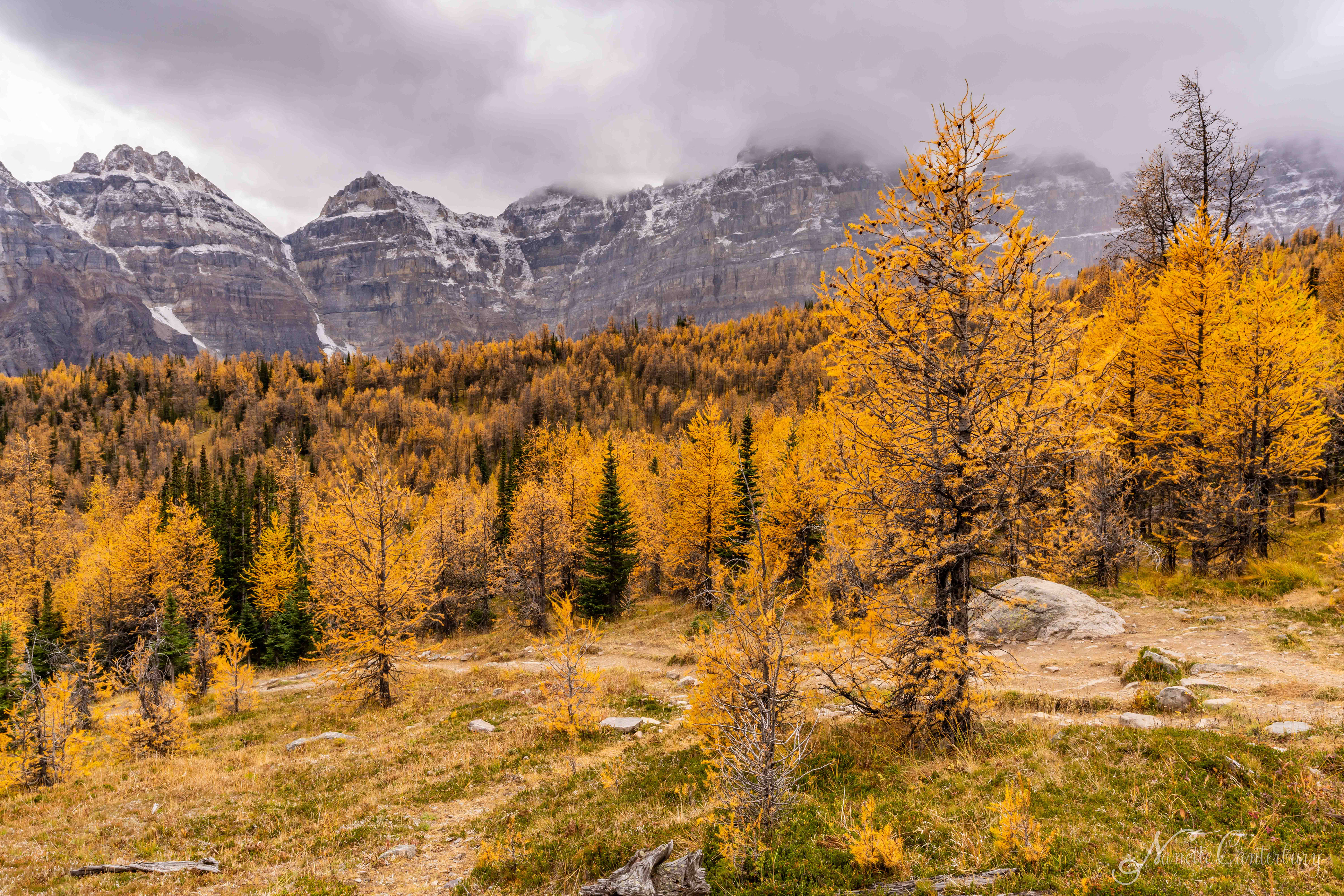Larch Valley Trail