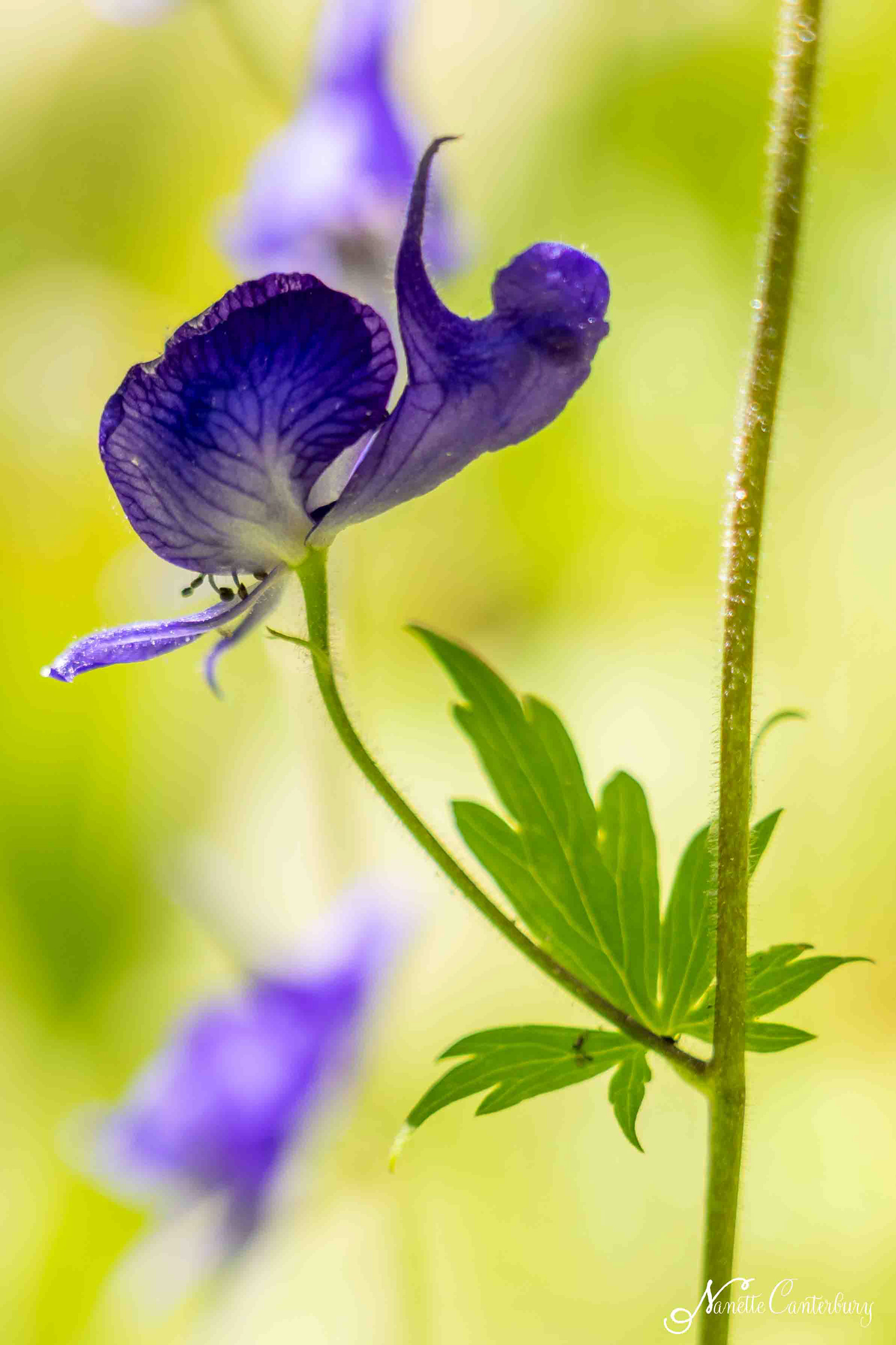 Monkshood